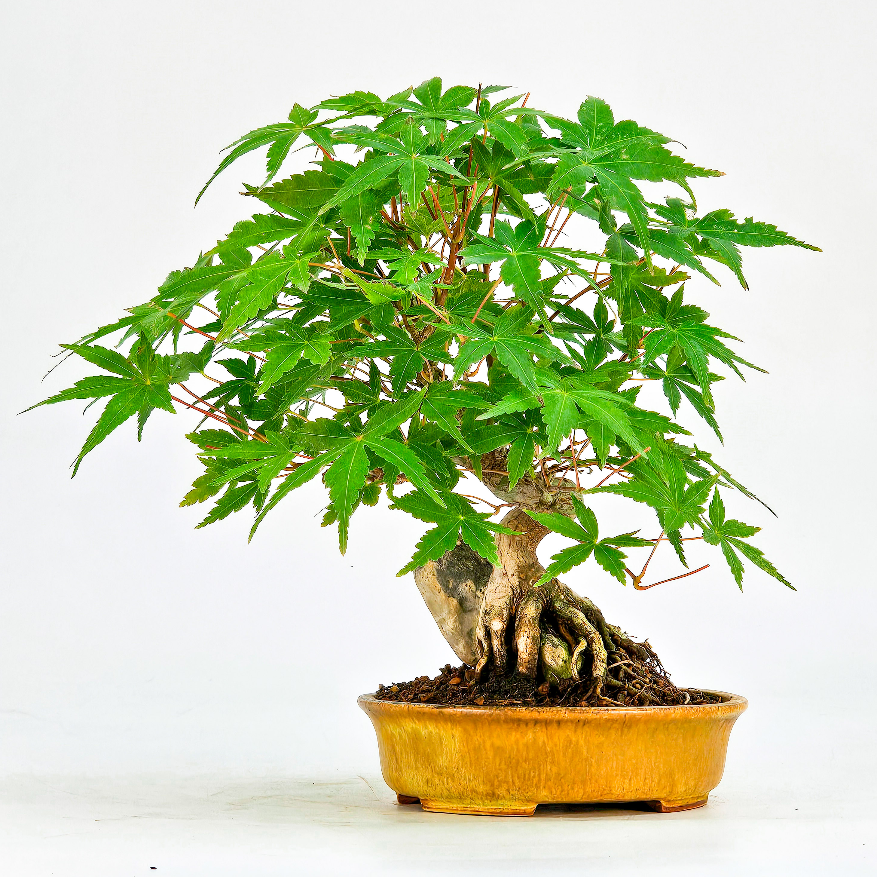 Bonsai Fächerahorn Acer Palmatum Shohin 14cm   