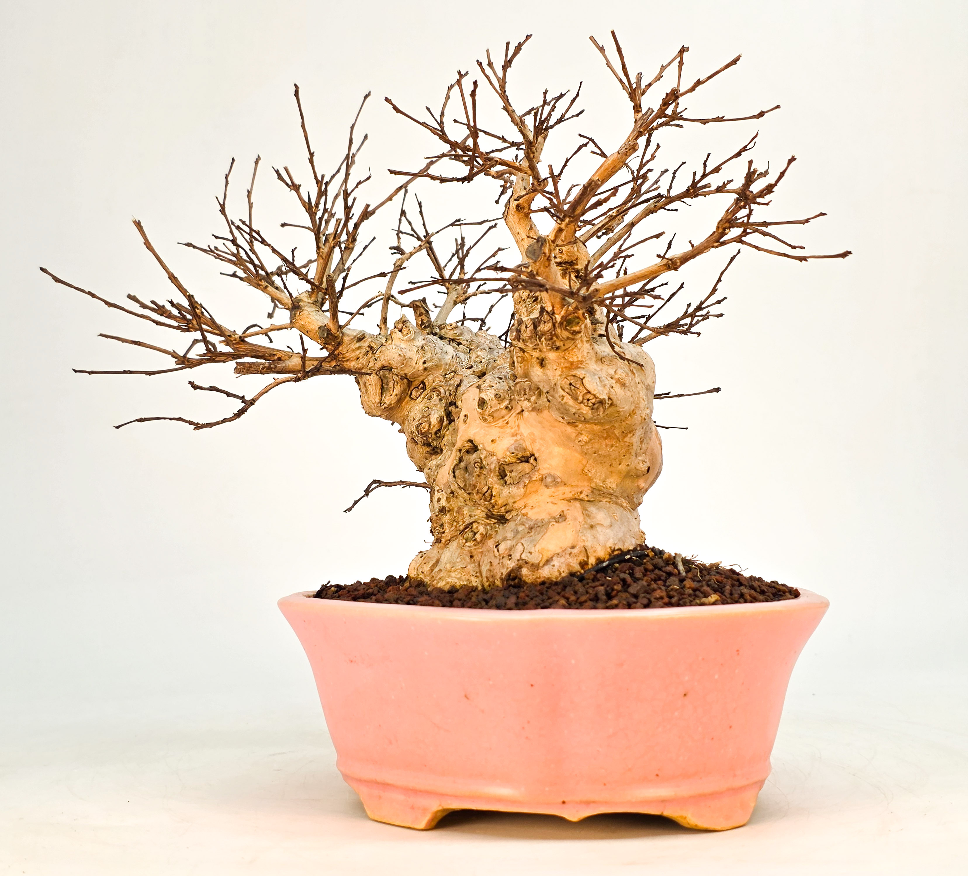 Bonsai Kreppmyrte  - Lagerstroemia indica Shohin 19cm
