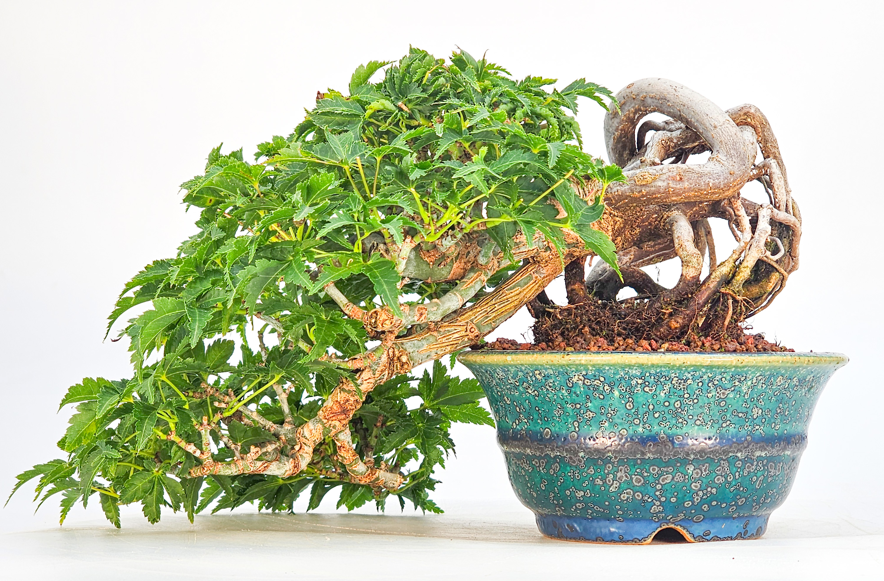 Bonsai Premium Löwenkopfahorn- Acer palmatum Shishigashira Shohin 16cm Video!!