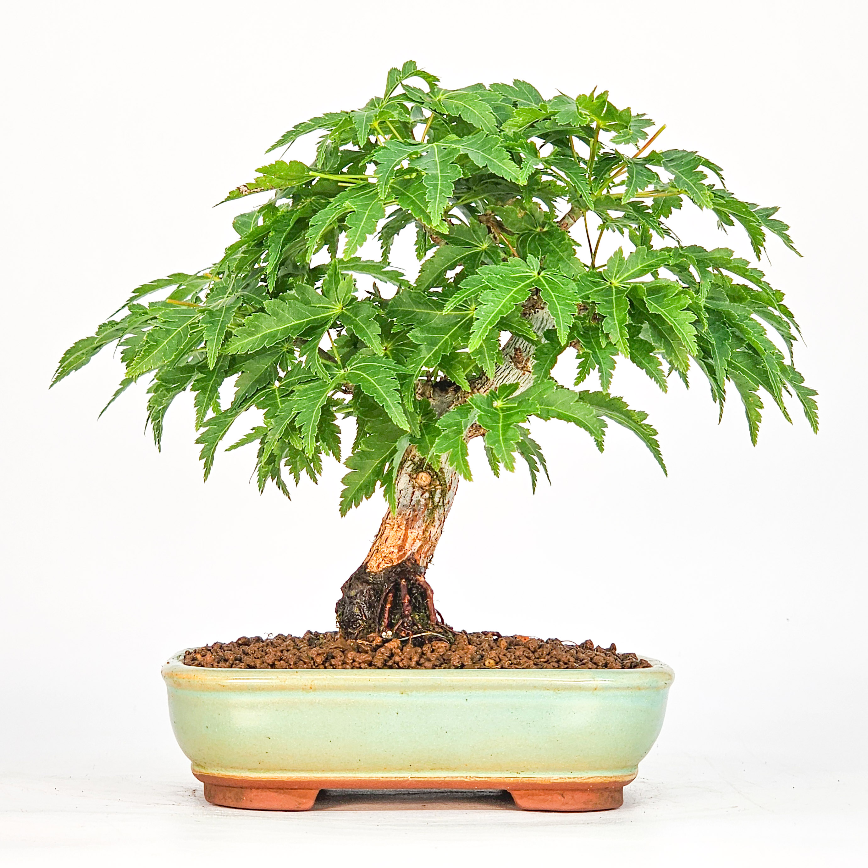 Bonsai Löwenkopfahorn- Acer palmatum Shishigashira Shohin 11cm