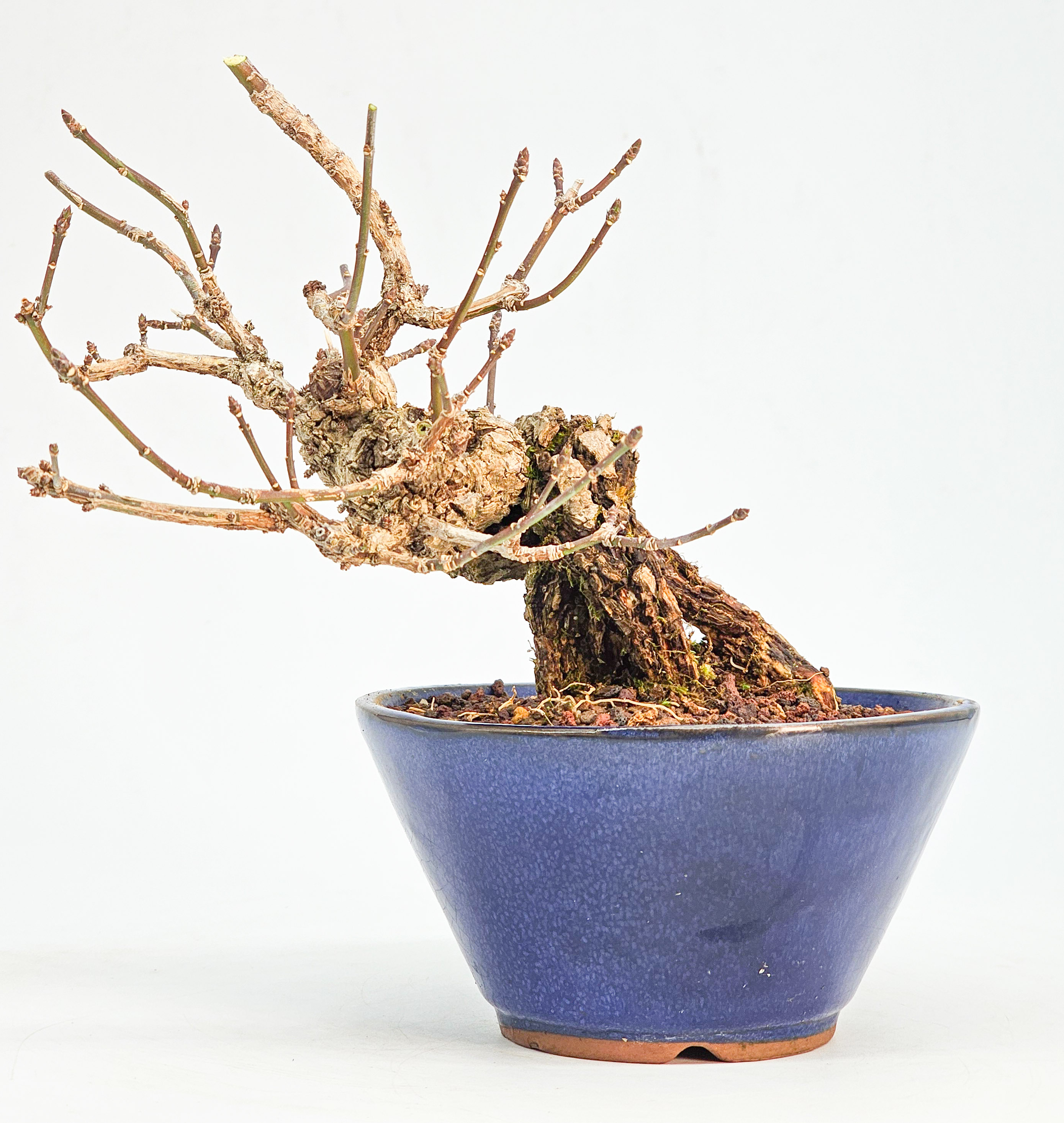  Bonsai Pfaffenhütchen - Euonymus Shohin 17cm