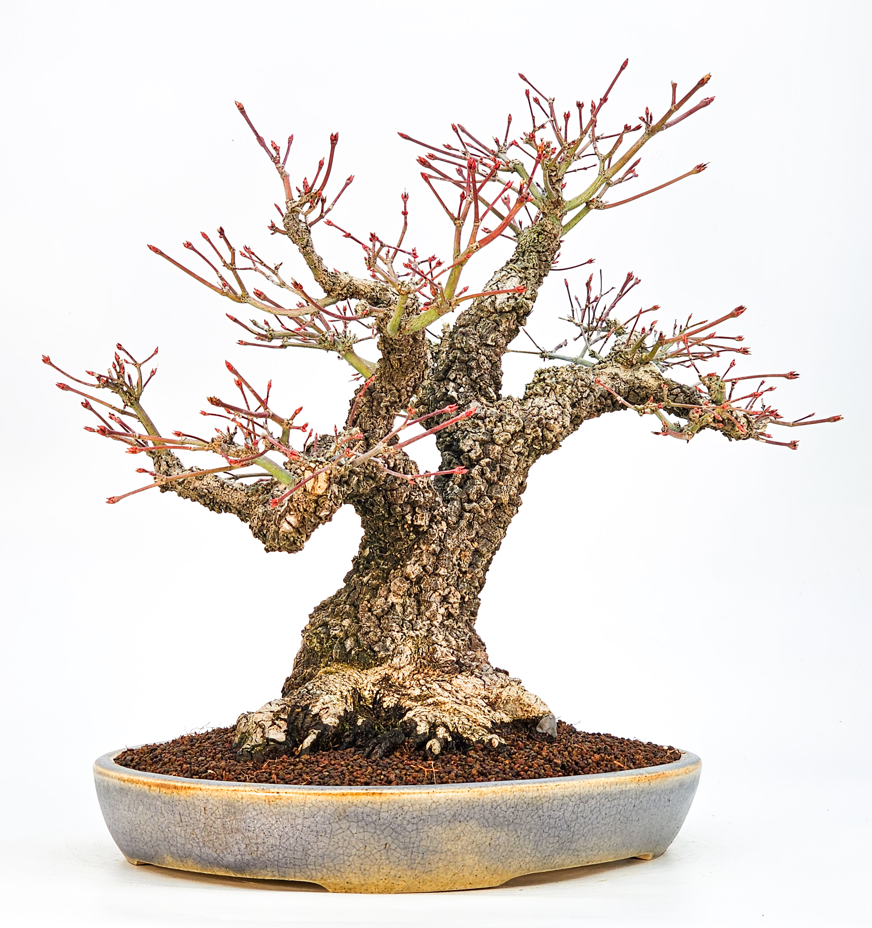 Bonsai Fächerahorn - Acer palmatum Arakawa 37cm - Video!!