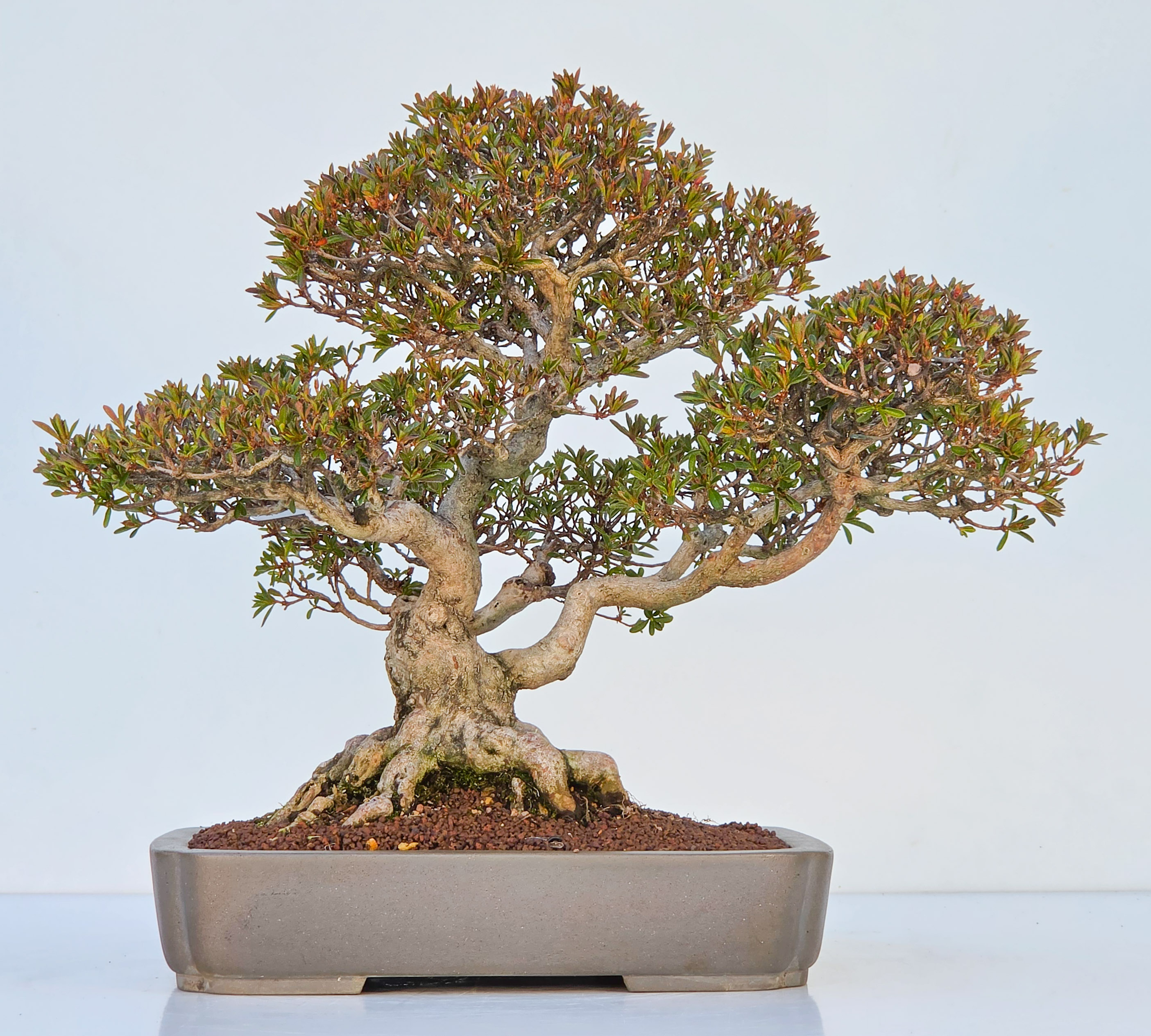 Bonsai Azalee -  Rhododendron indicum Hoshinokagayaki 38cm