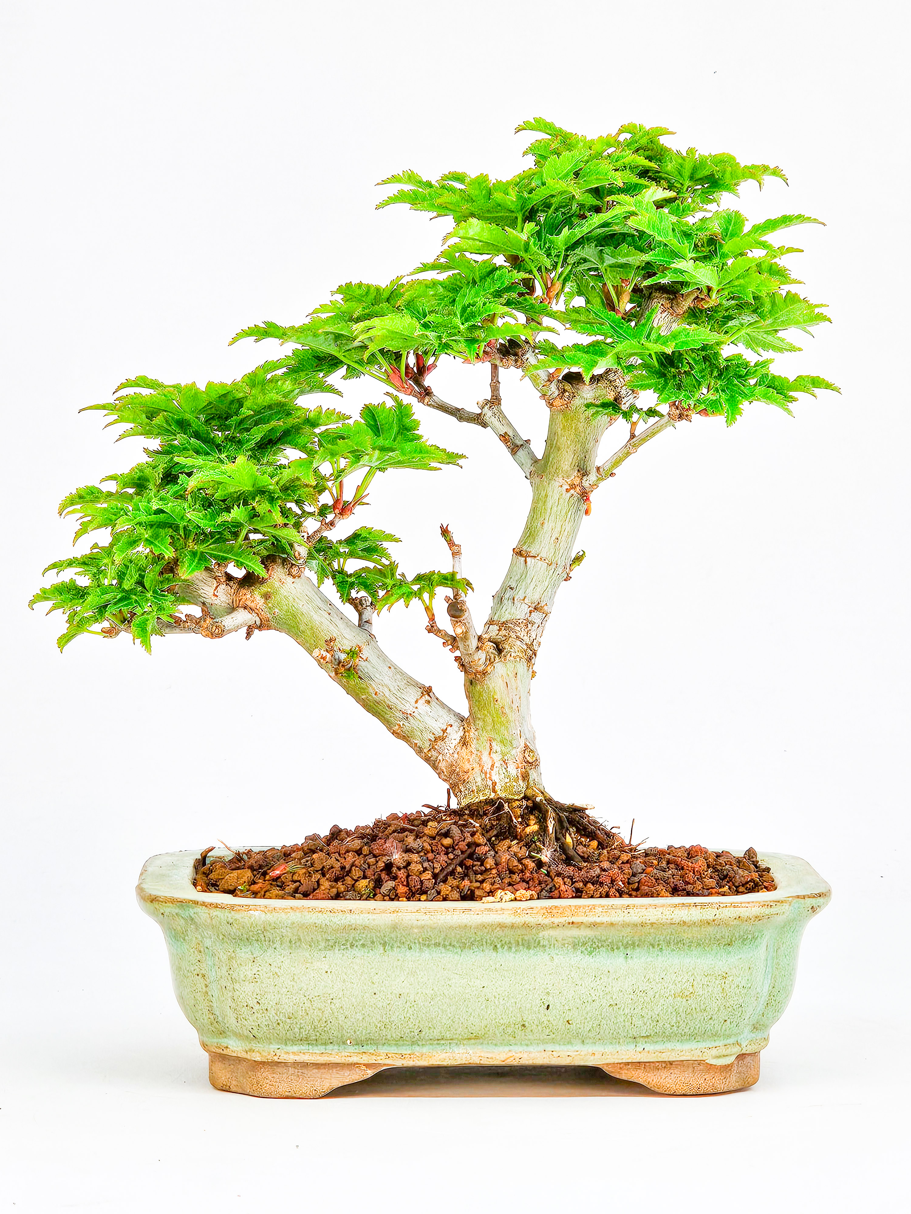 Bonsai Löwenkopfahorn- Acer palmatum Shishigashira Shohin 15cm 