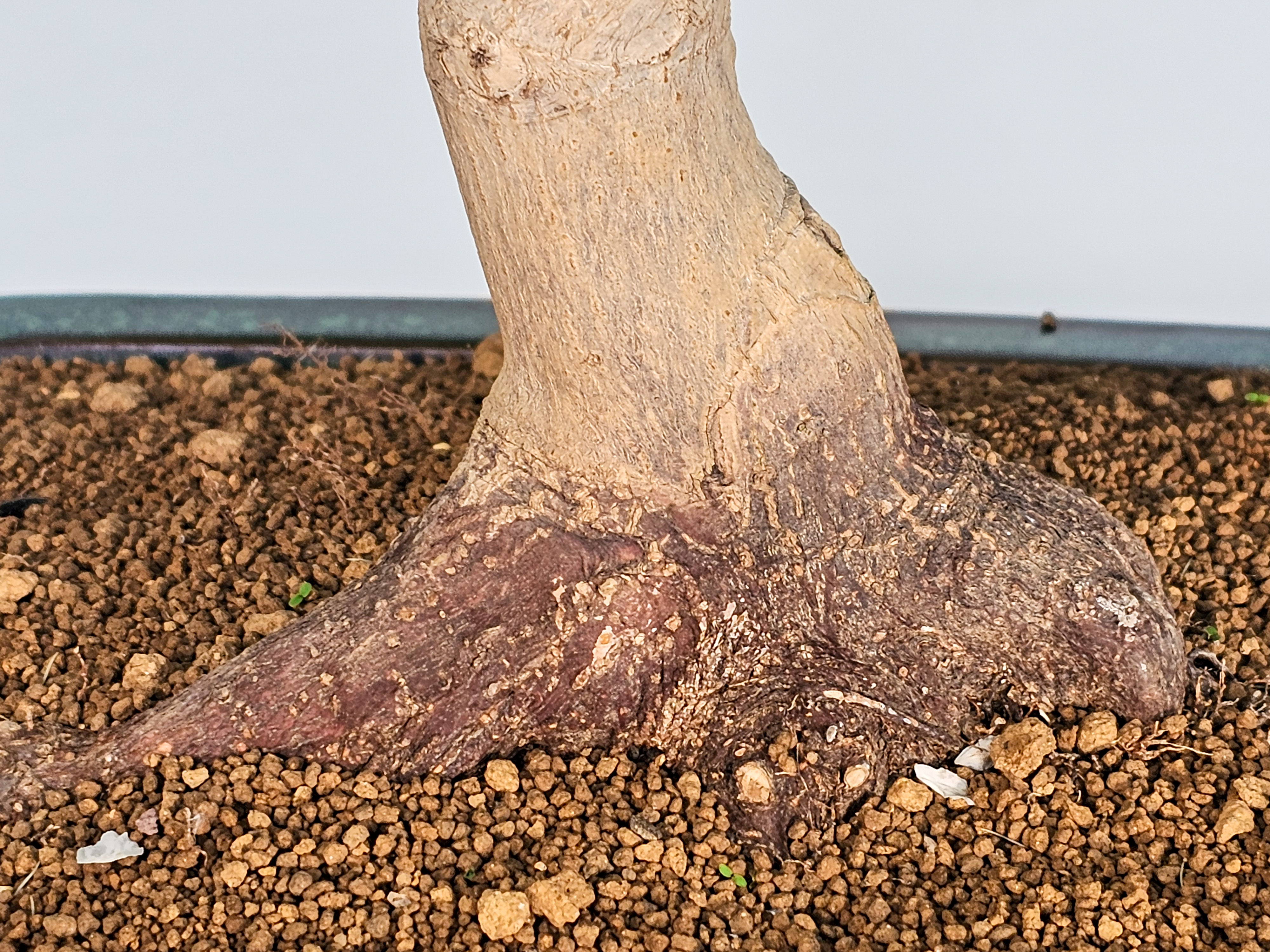 Bonsai Japanischer Ahorn - Acer japonicum 53cm Bonsai Japanischer Ahorn - Acer japonicum 53cm