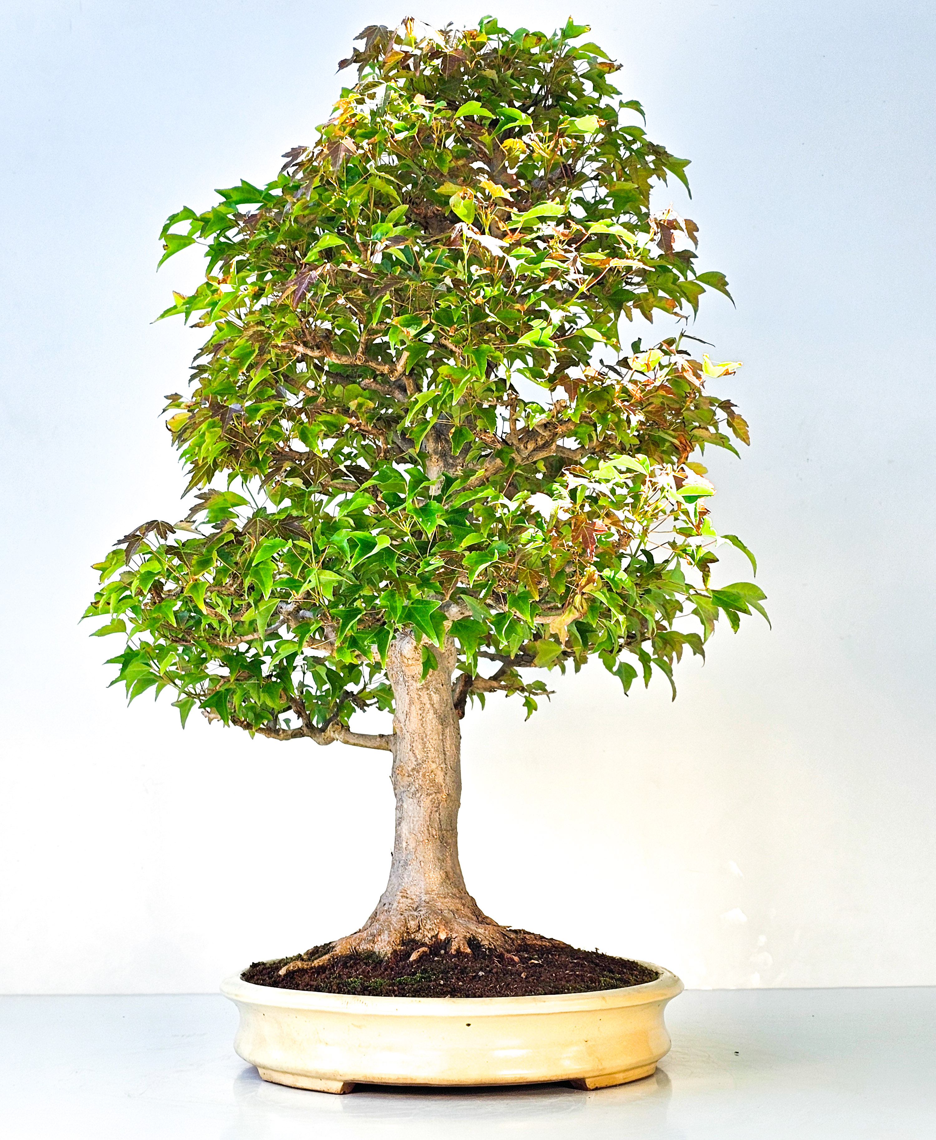 Bonsai Dreispitzahorn - Acer buergerianum 62cm