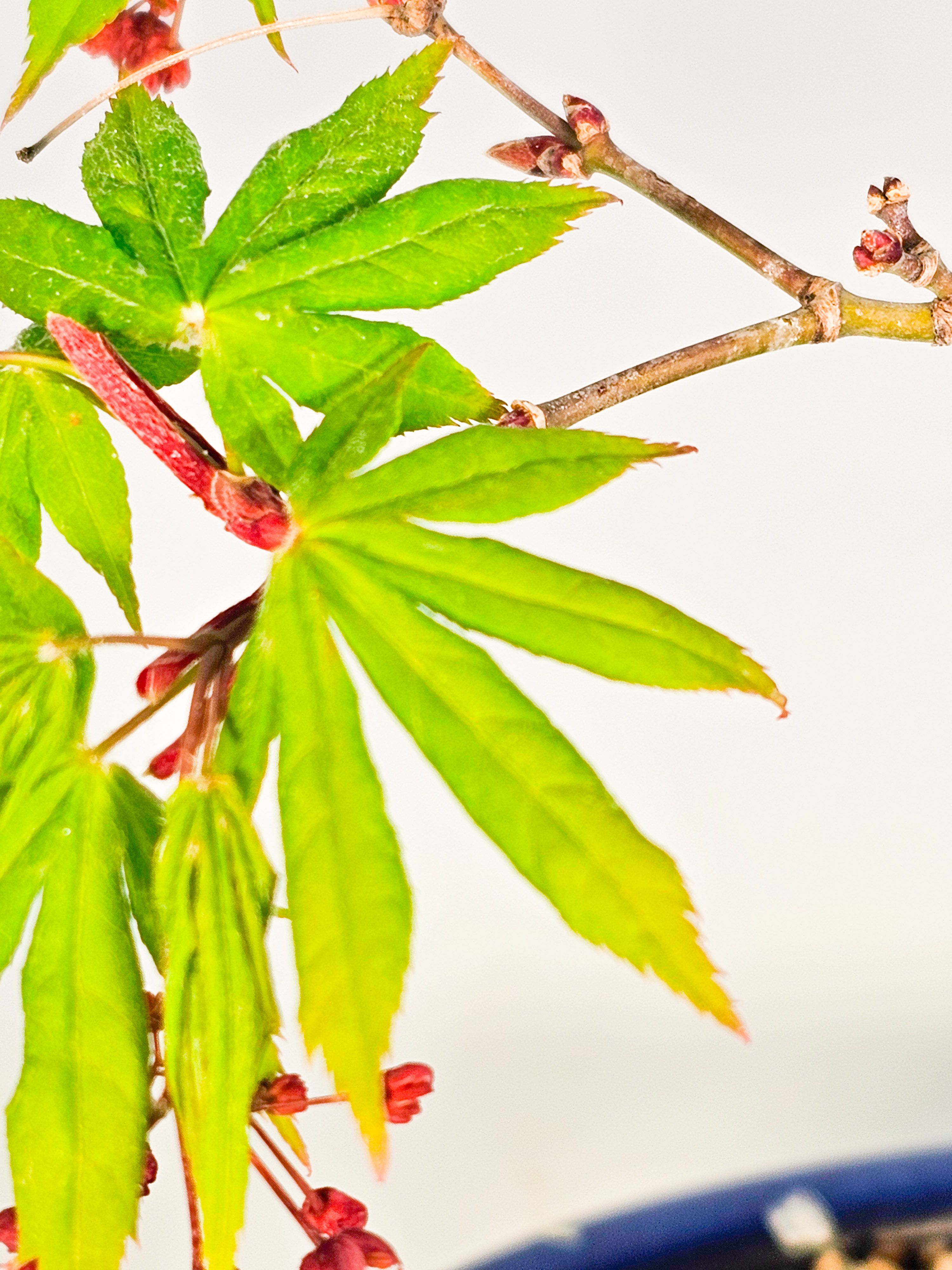 Bonsai Fächerahorn - Acer palmatum Osakazuki 48cm 