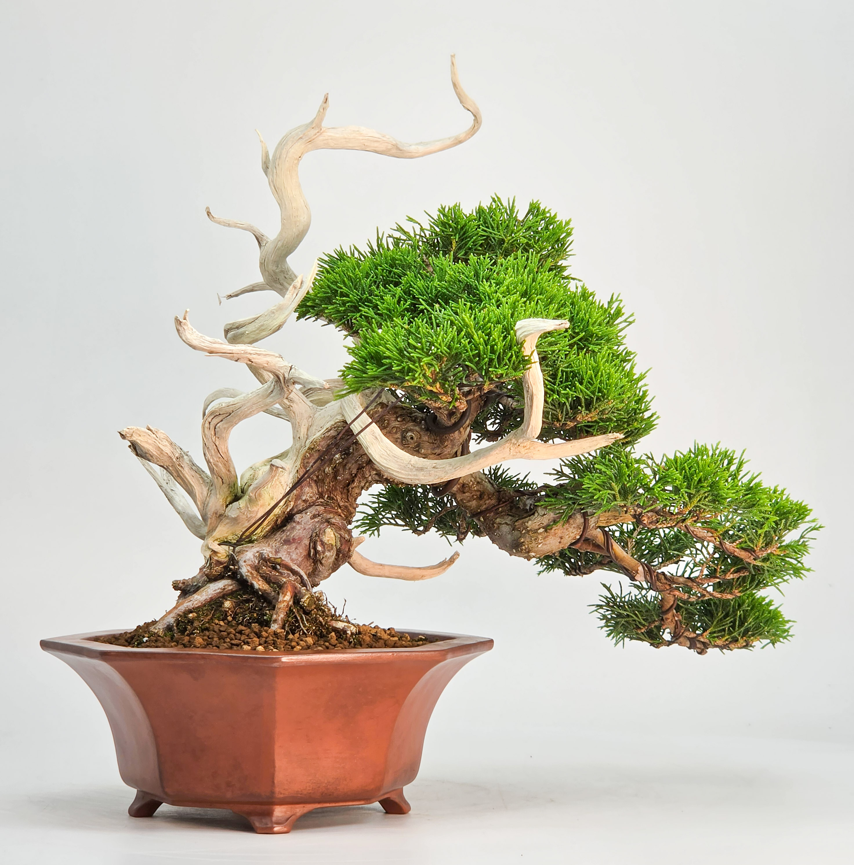 Bonsai Premium Wacholder - Juniperus chinensis Shohin 21cm