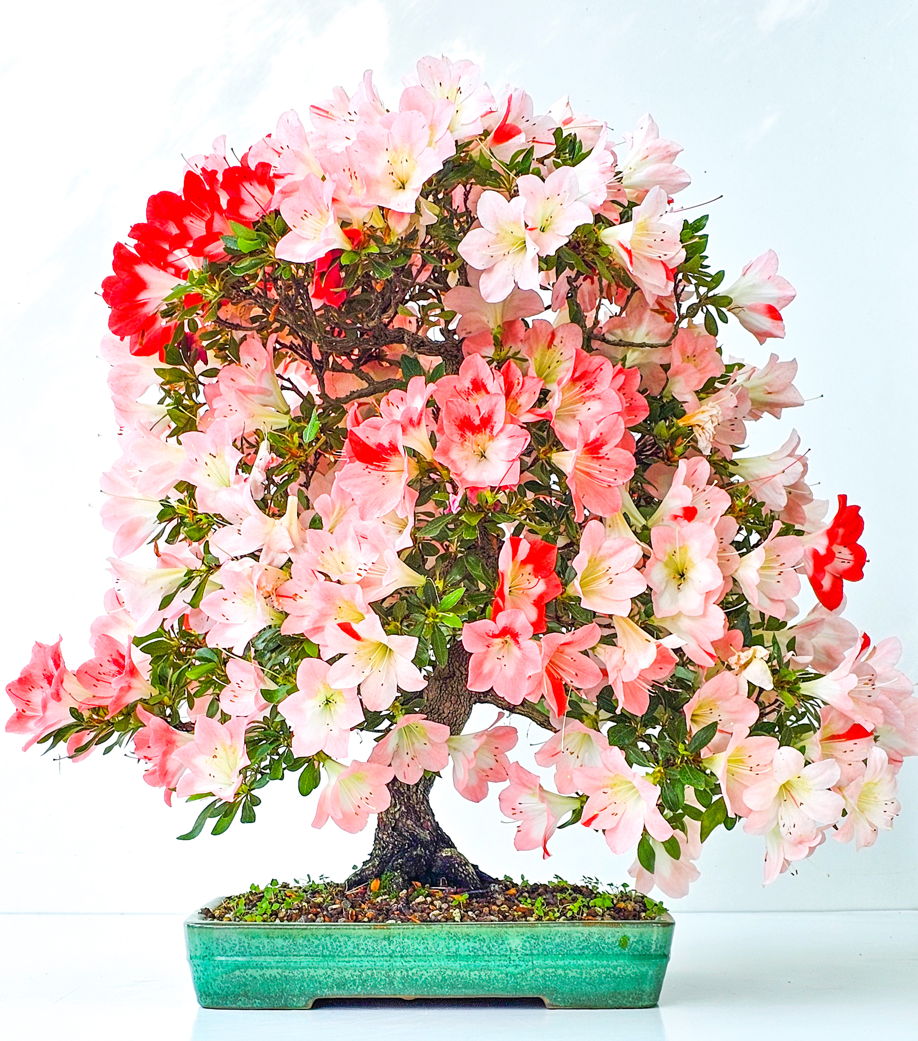Bonsai Azalee Rhododendron indicum -Shin Koyo- 58cm   