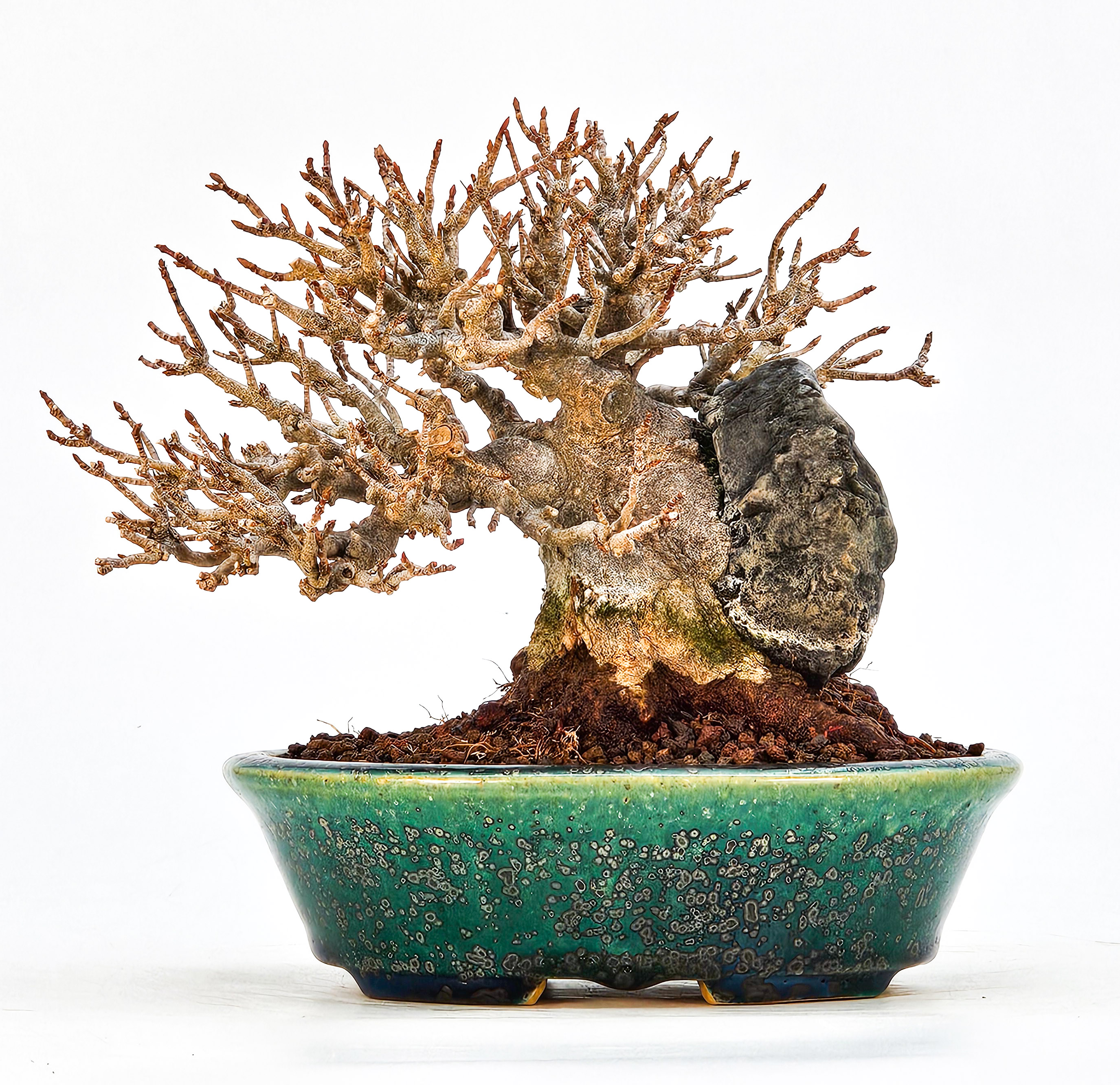 Bonsai Dreispitzahorn - Acer buergerianum Ishizuki Shohin 11cm