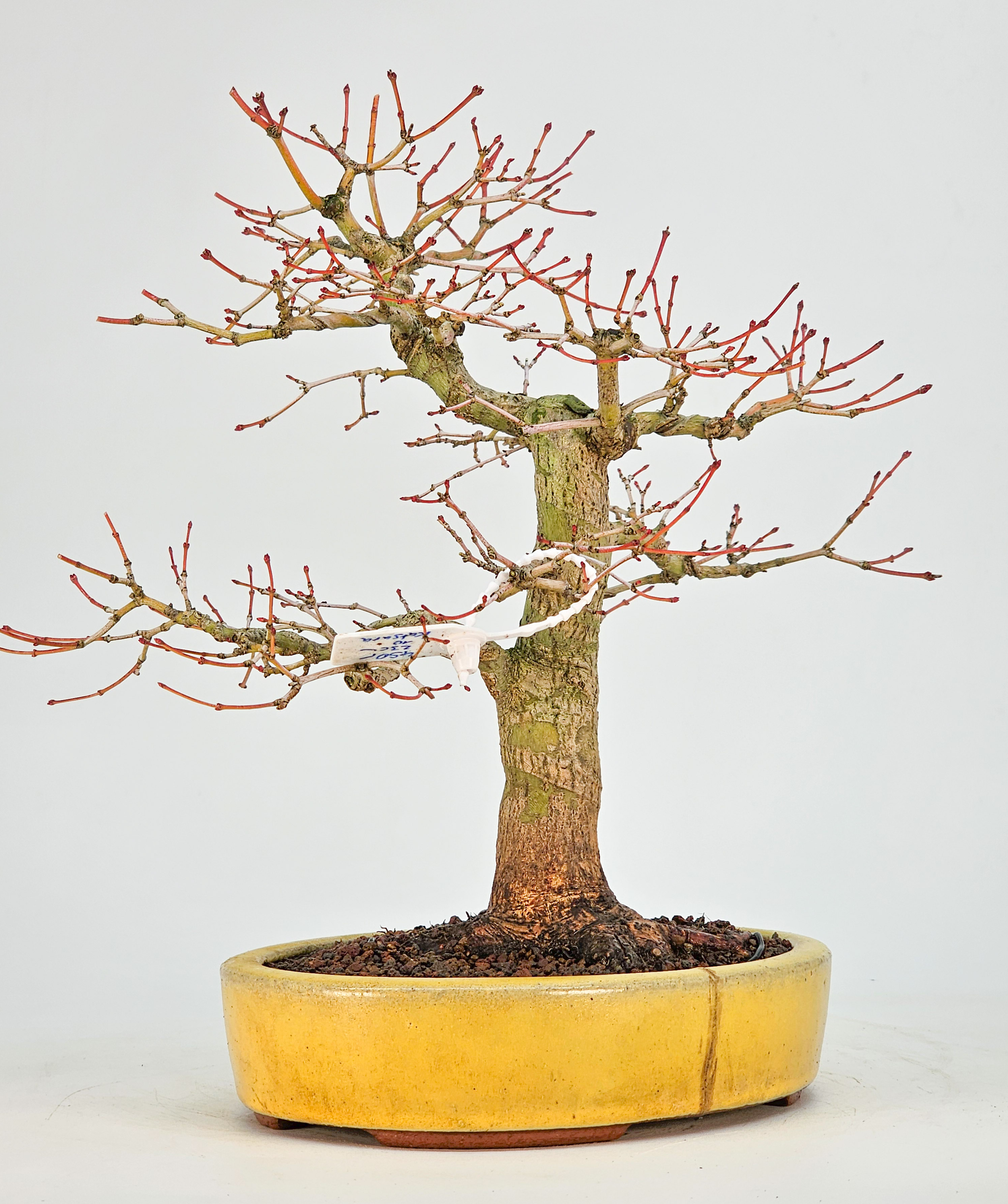 Bonsai Fächerahorn - Acer Palmatum Katsura 23cm