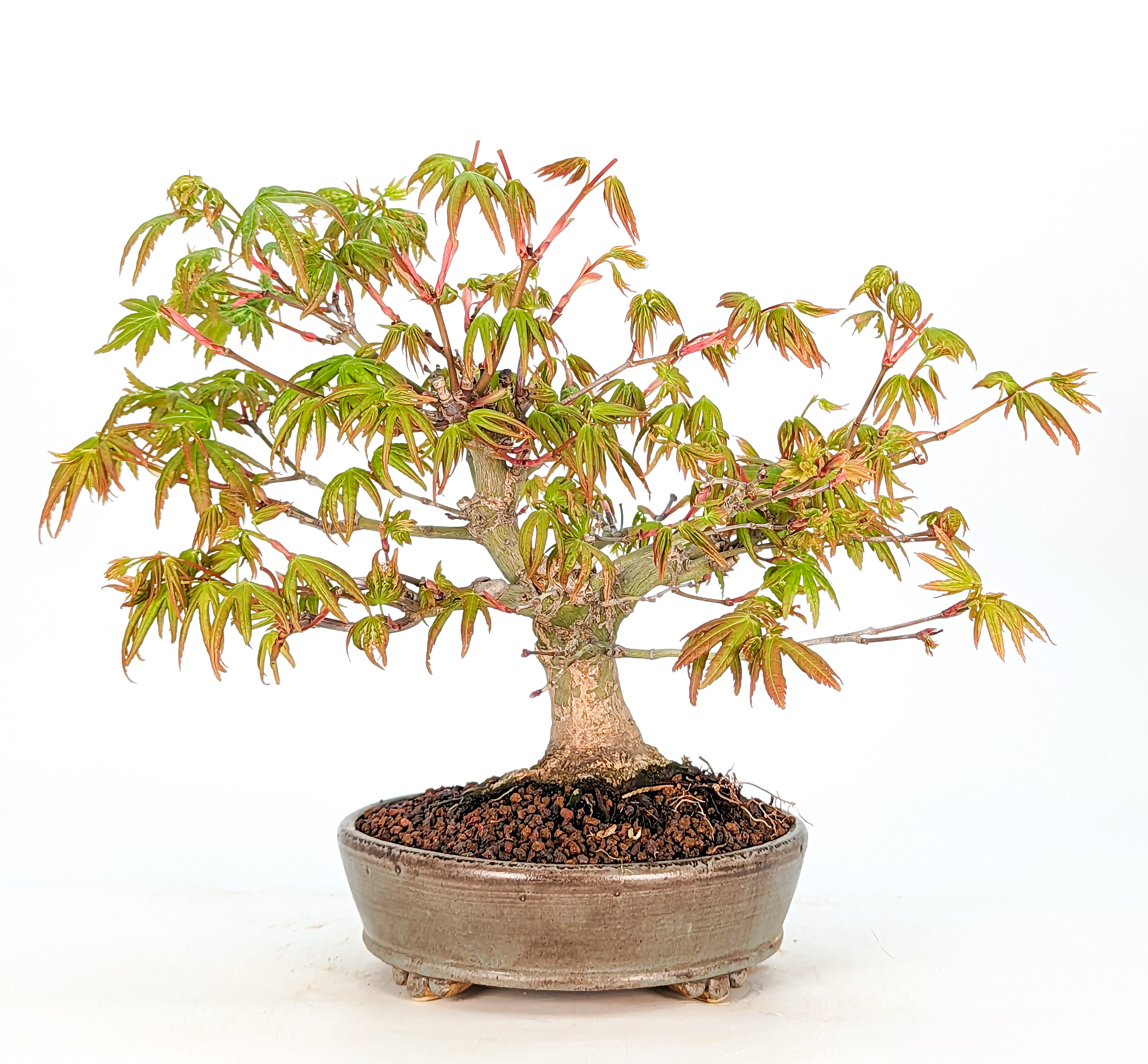 Bonsai Fächerahorn Acer Palmatum Yamamomiji Shohin 17cm 