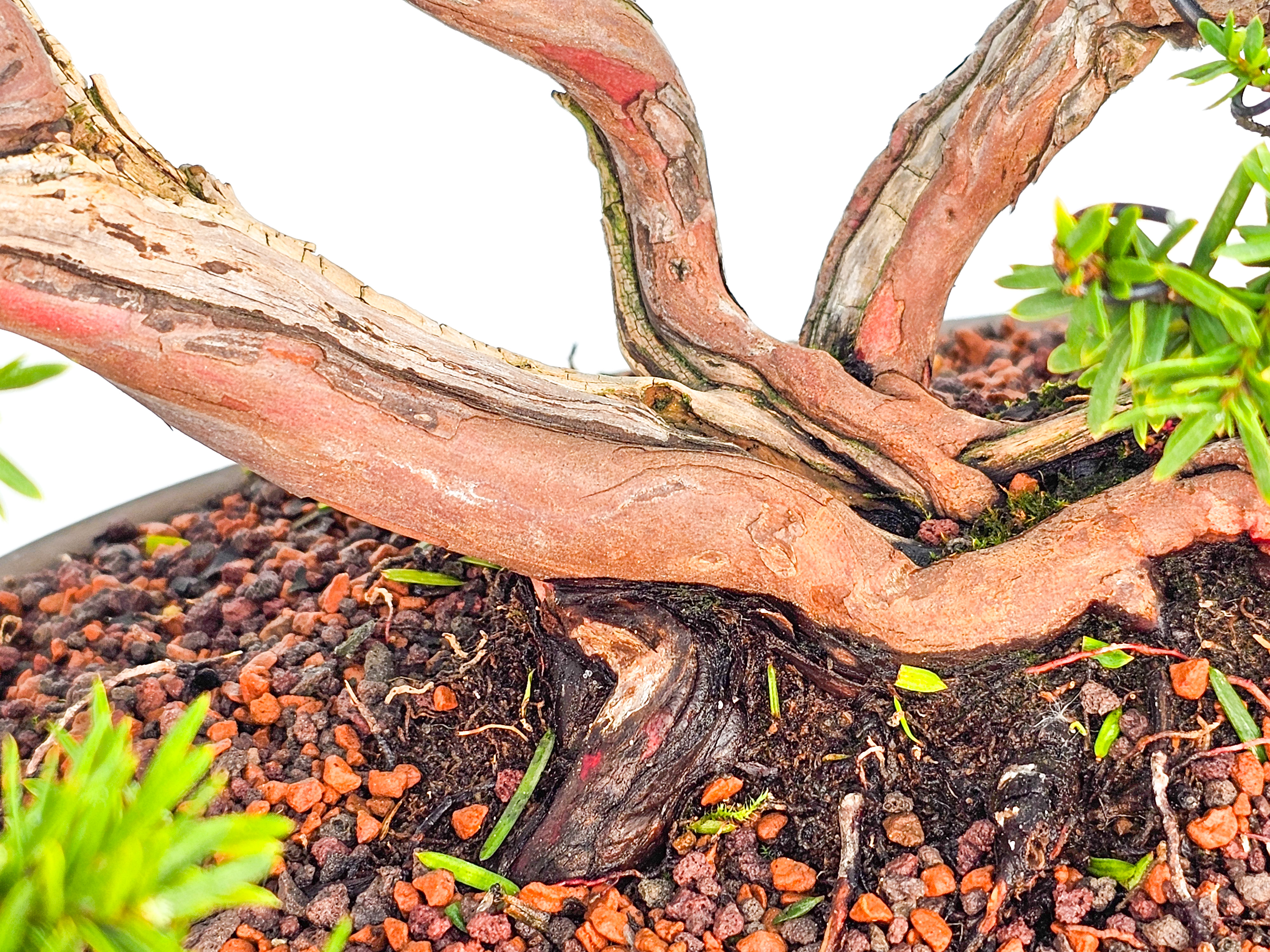 Bonsai Eibe Taxus 32cm