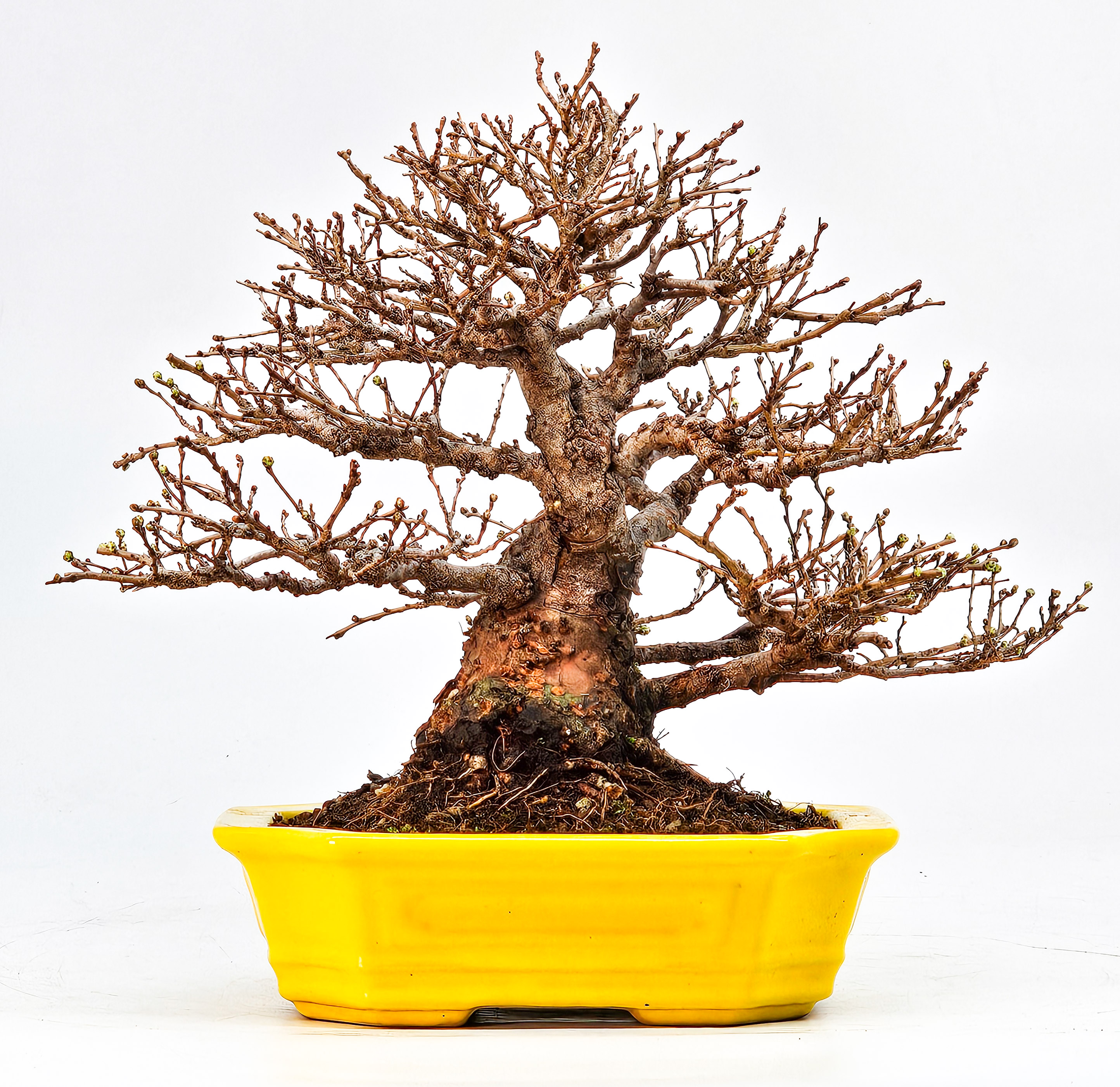 Bonsai Japanische Ulme - Ulmus parvifolia Shohin 14cm Video!!!!