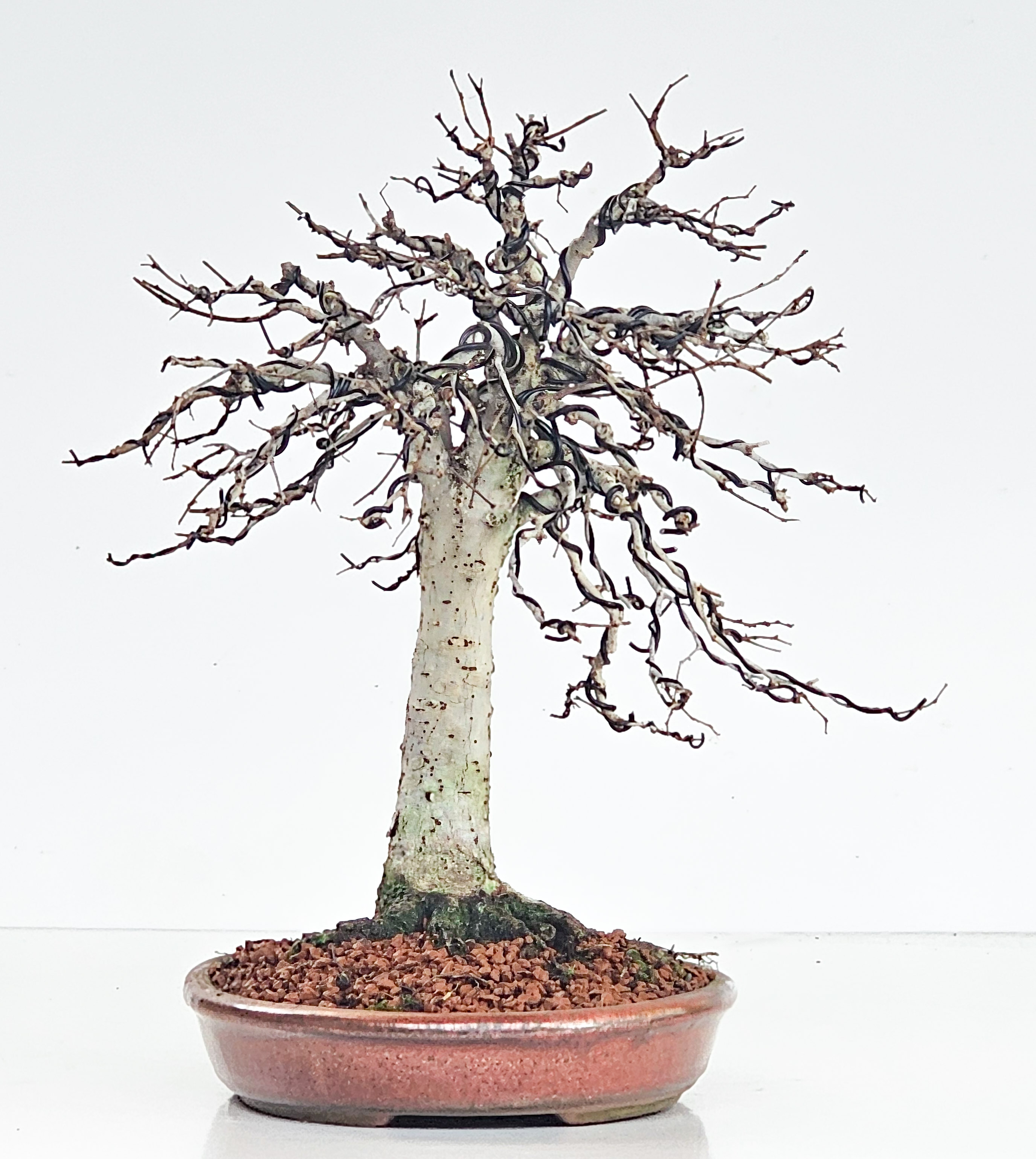 Bonsai Zelkova serrata 26cm - Video! Bonsai Zelkova serrata 26cm - Video!