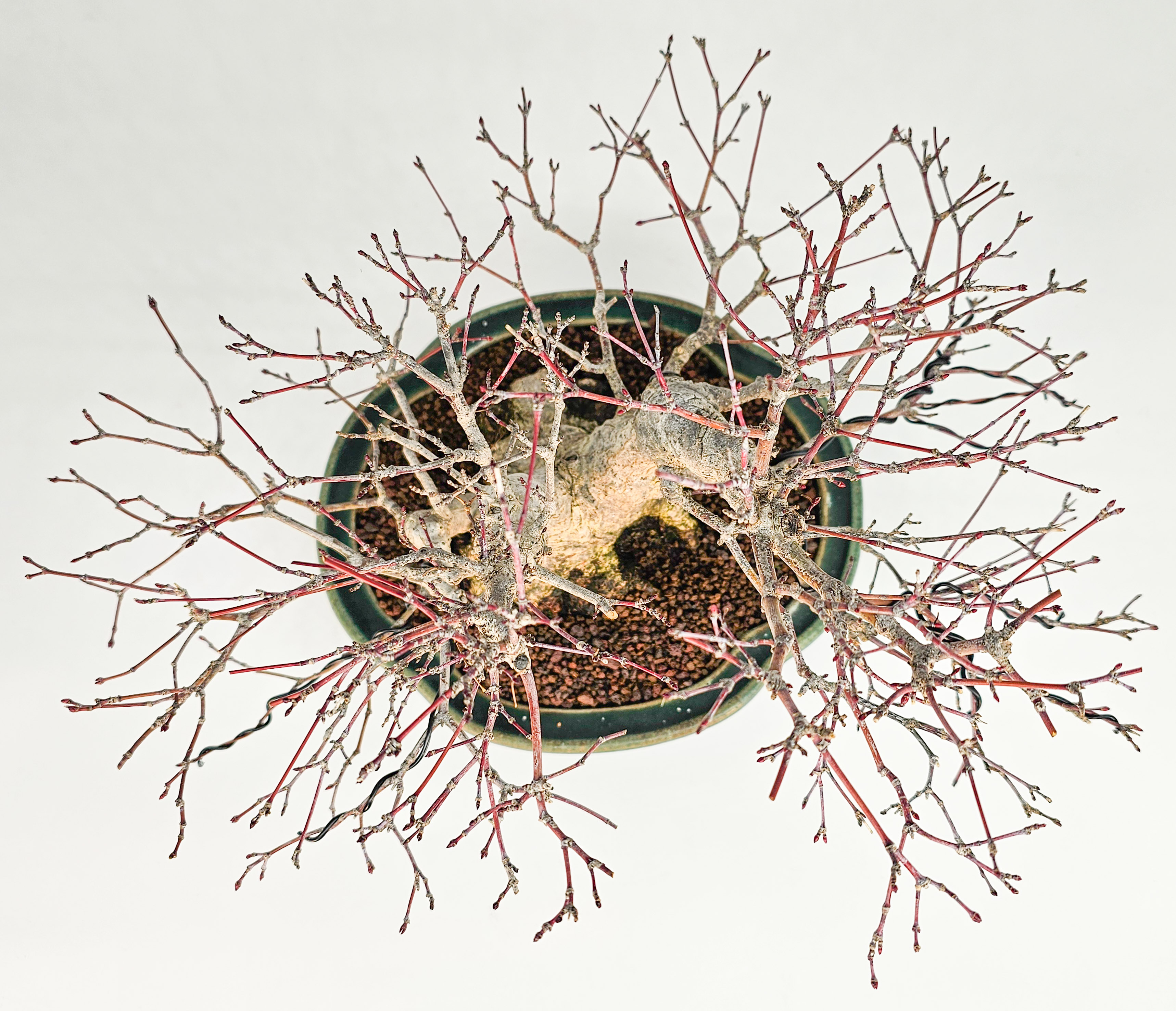 Bonsai Premium Fächerahorn - Acer palmatum Shohin 18cm 