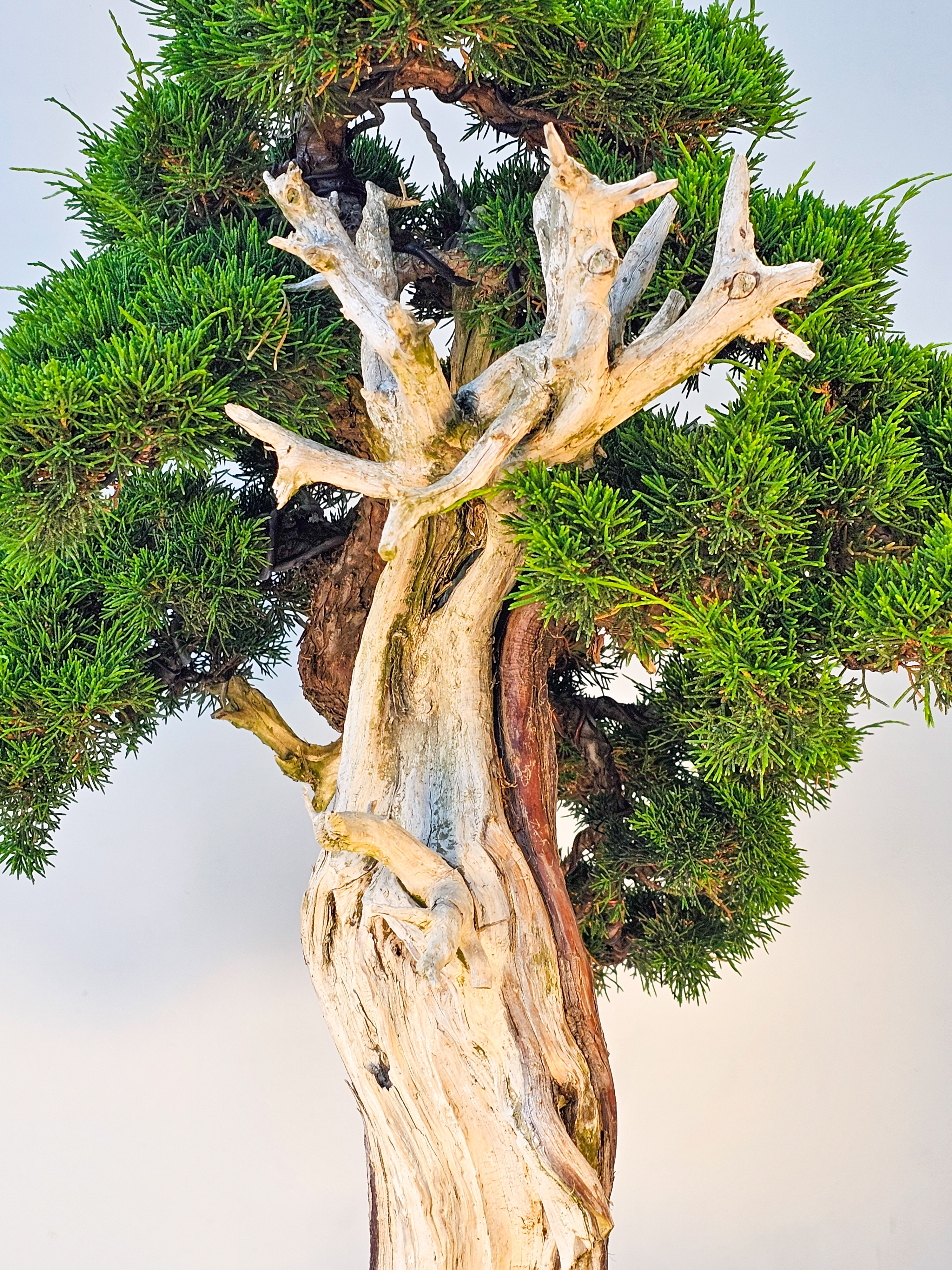 Bonsai Wacholder Juniperus chinensis shimpaku 66 cm Bonsai Wacholder Juniperus chinensis shimpaku 66 cm