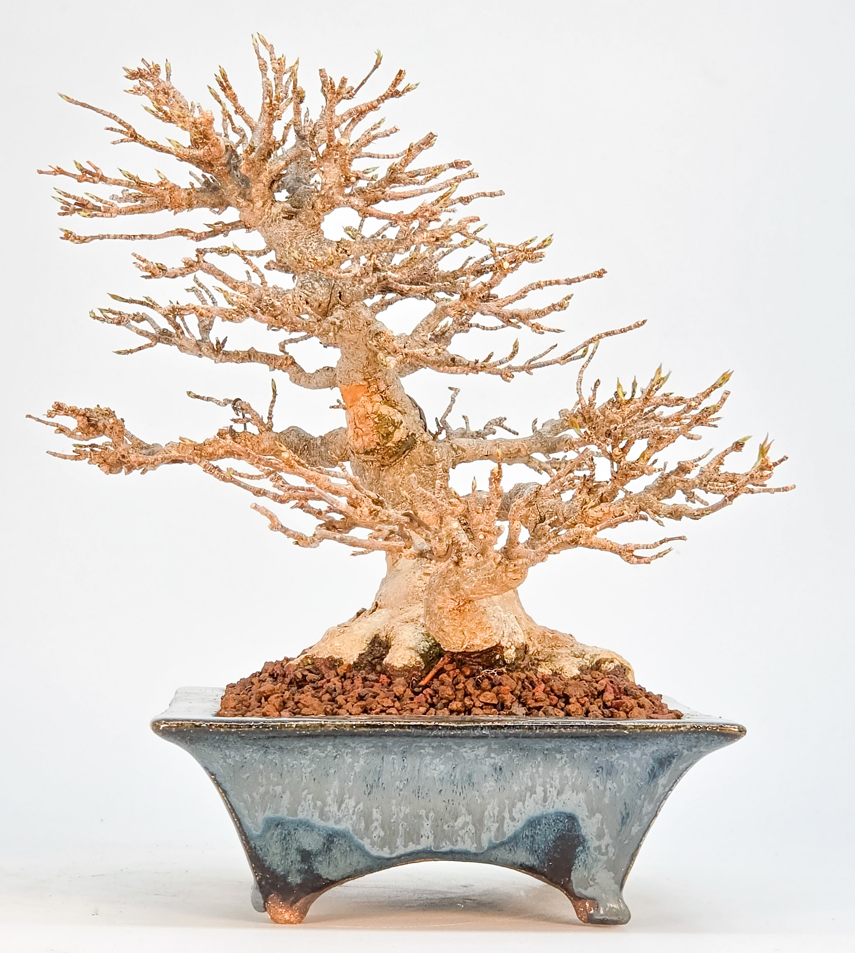 Bonsai Premium Dreispitzahorn - Acer buergerianum Shohin 20cm Video!!