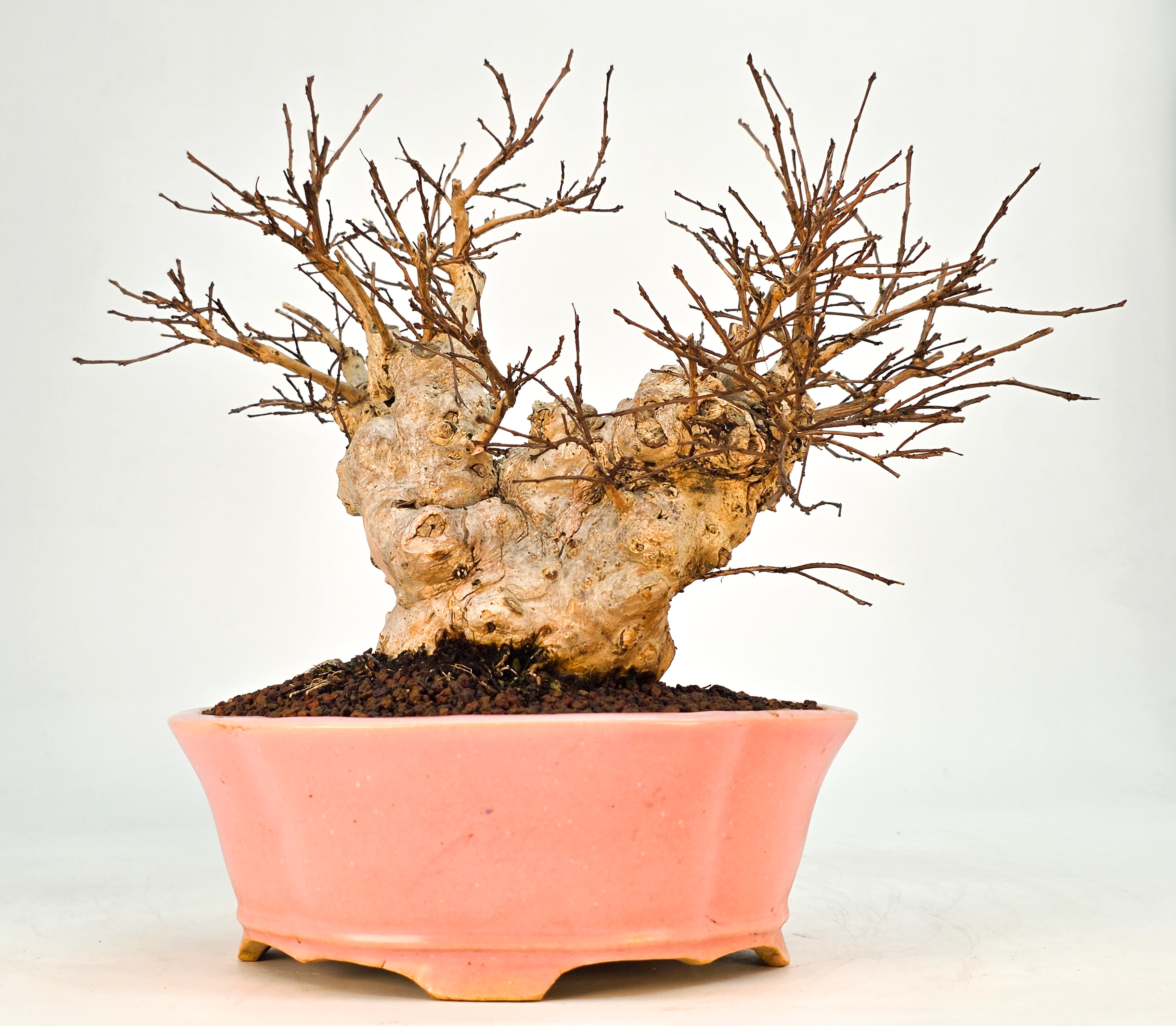 Bonsai Kreppmyrte  - Lagerstroemia indica Shohin 19cm