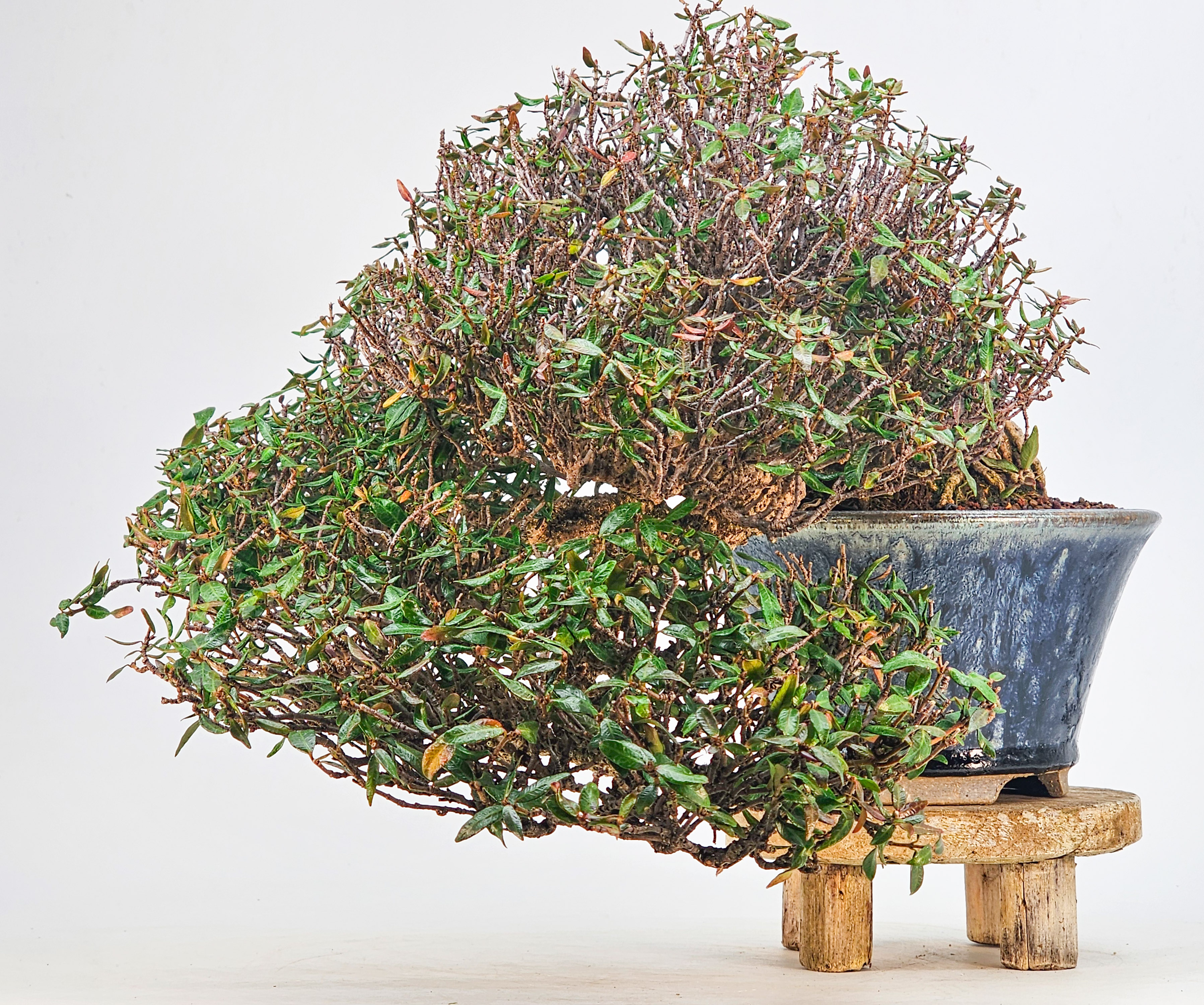 Bonsai Premium Sternjasmin - Trachelospermum asiaticum 25cm