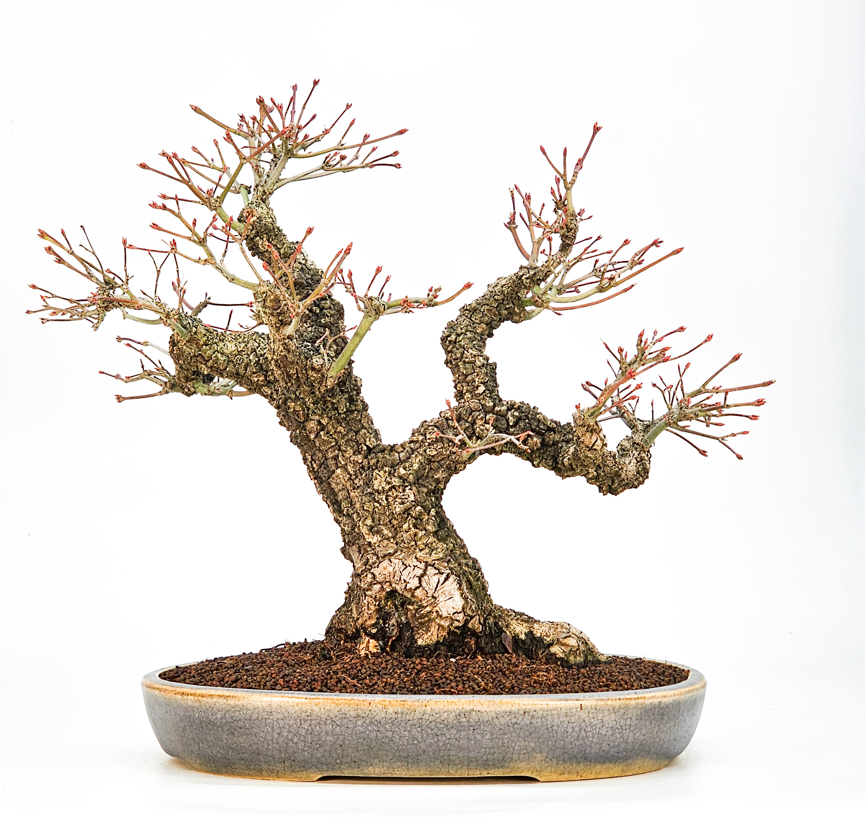 Bonsai Fächerahorn - Acer palmatum Arakawa 37cm - Video!!