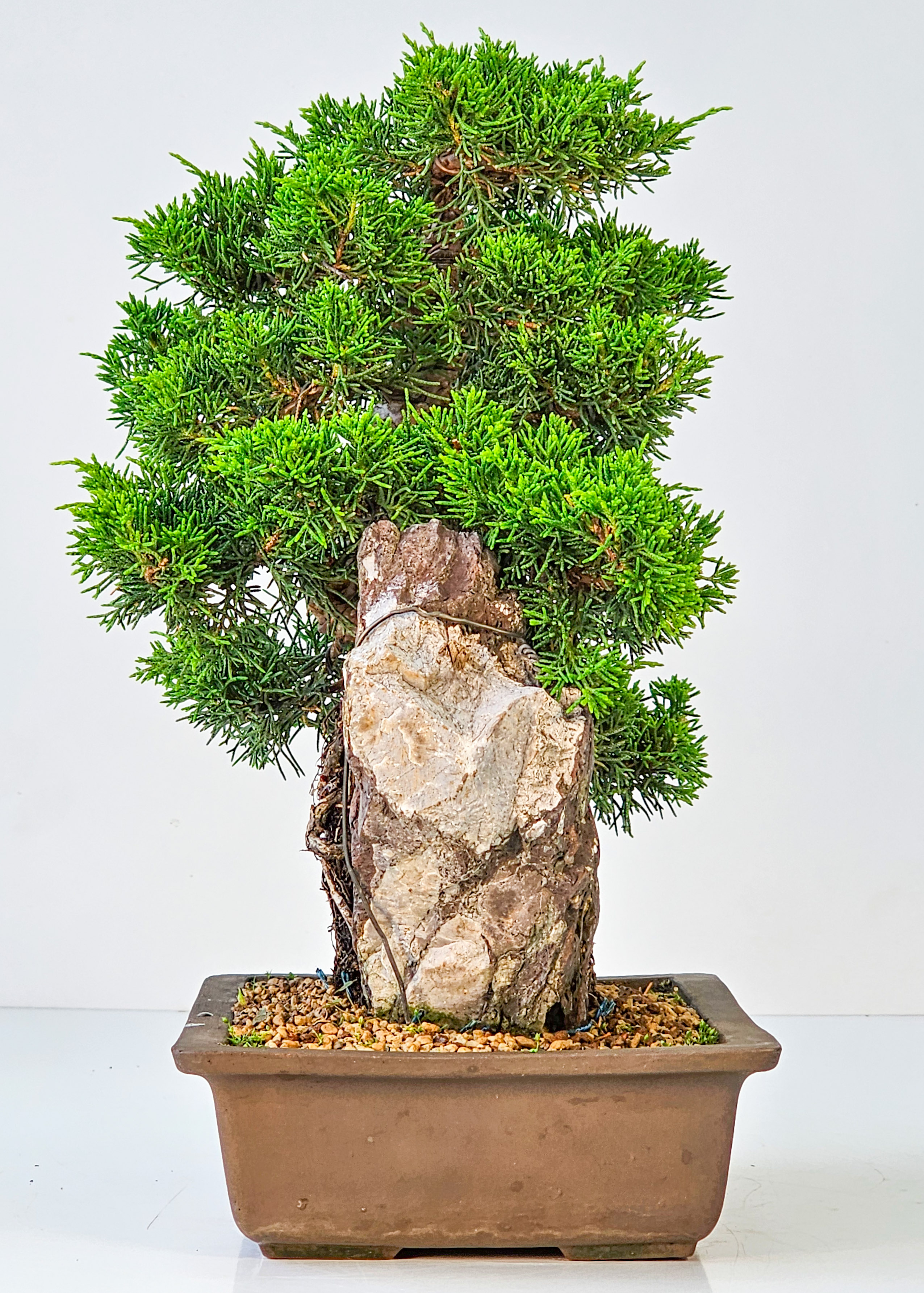 Bonsai Wacholder Juniperus chinensis shimpaku 30,5 cm