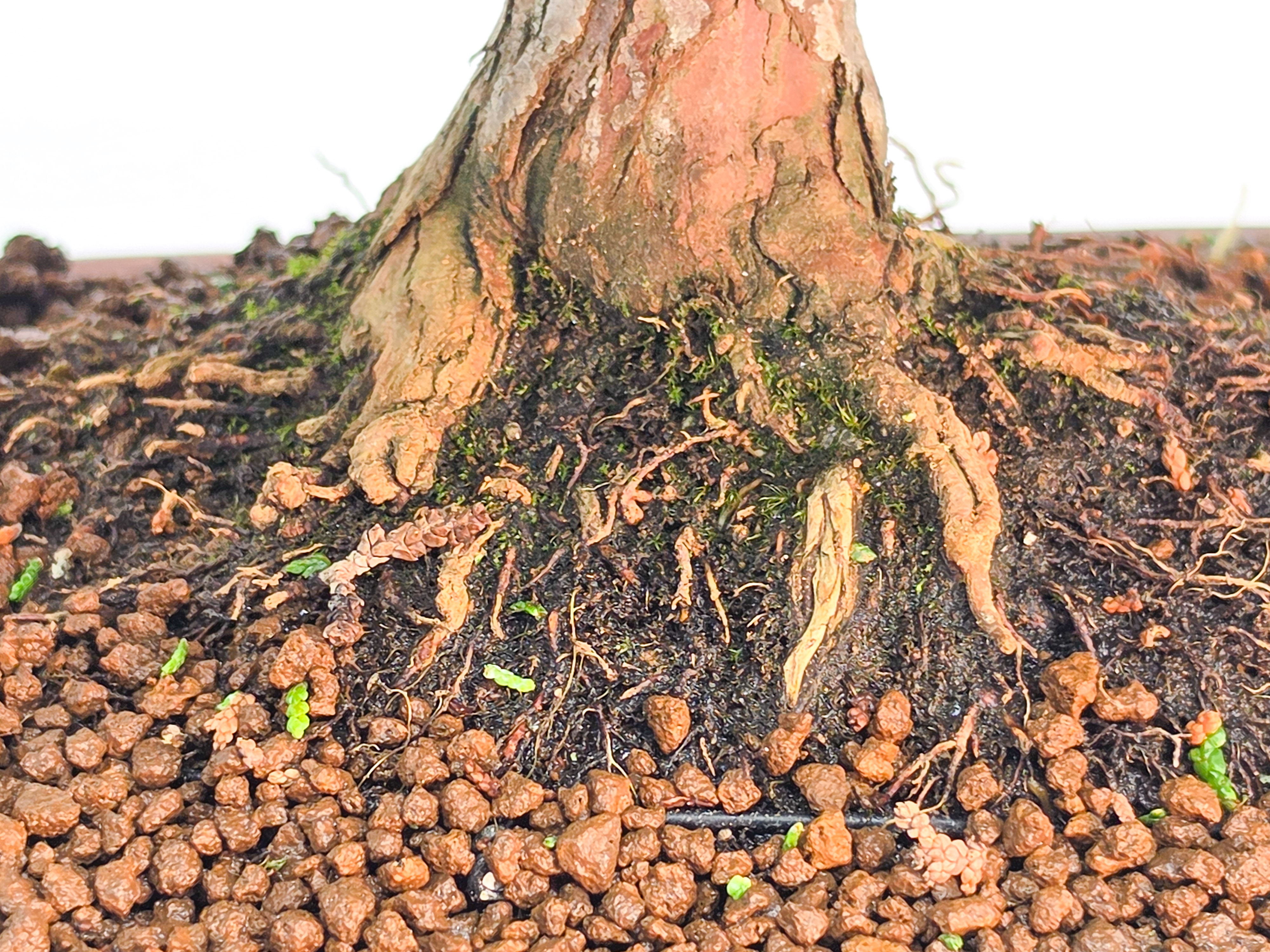 Bonsai Premium Muschelzypresse - Chamaecyparis obtusa 23cm