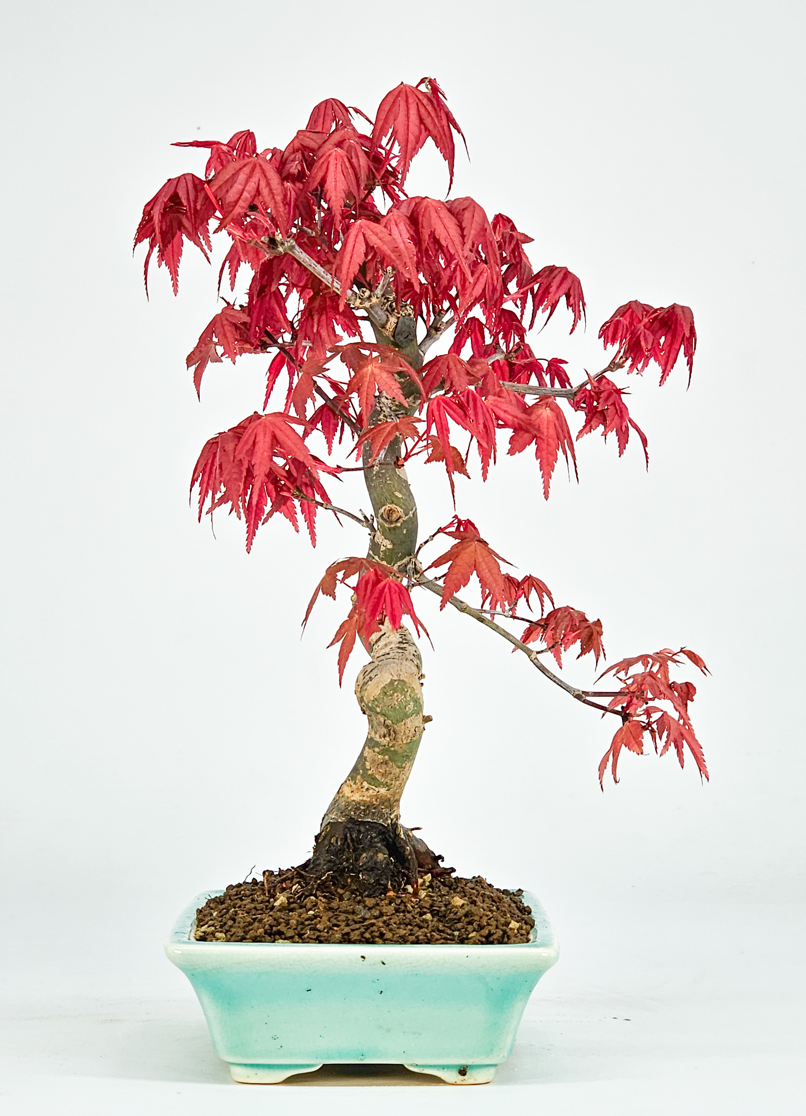 Bonsai Fächerahorn Acer palmatum Deshojo Shohin 21cm  