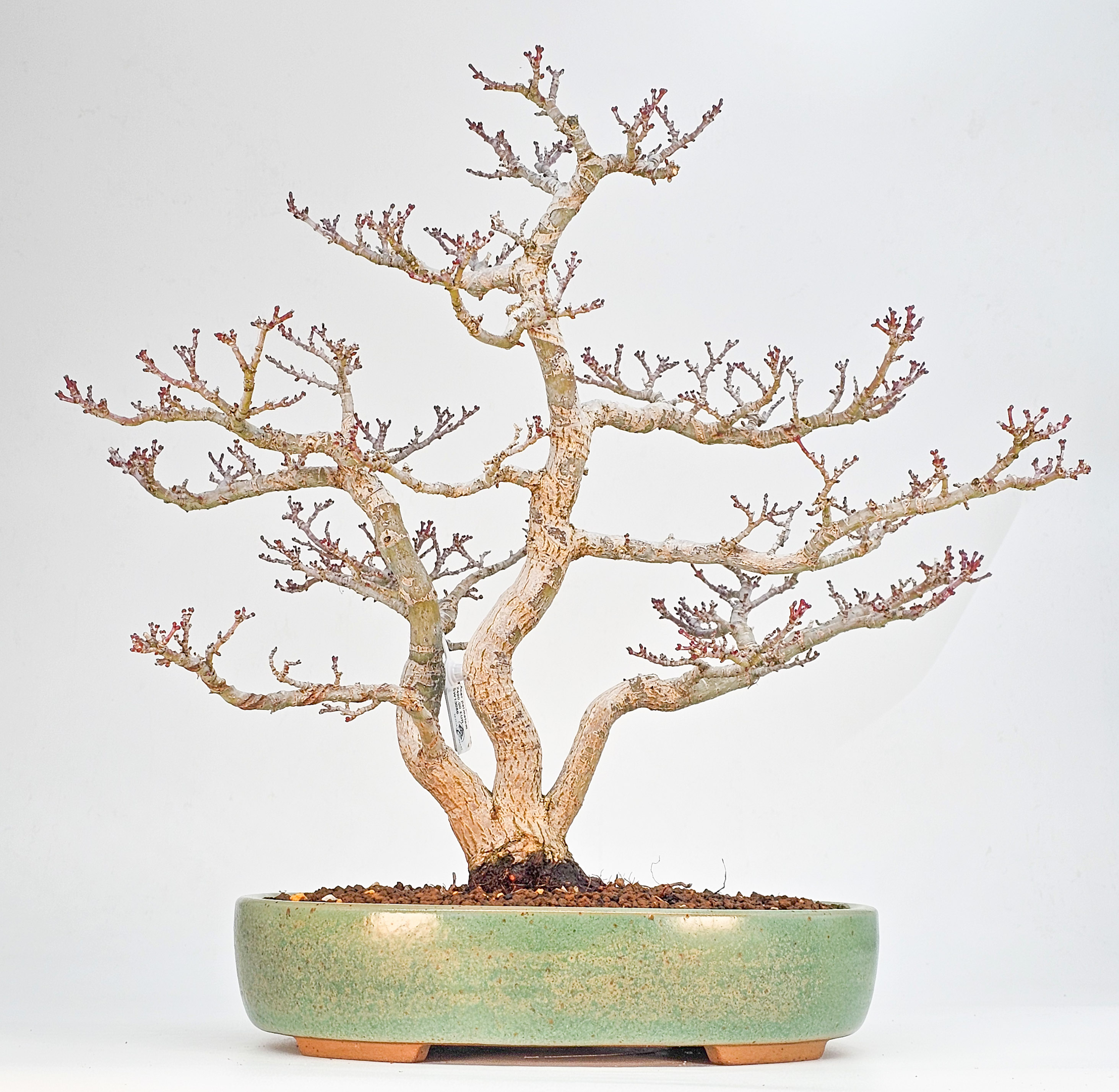 Bonsai Löwenkopfahorn- Acer palmatum Shishigashira 35cm