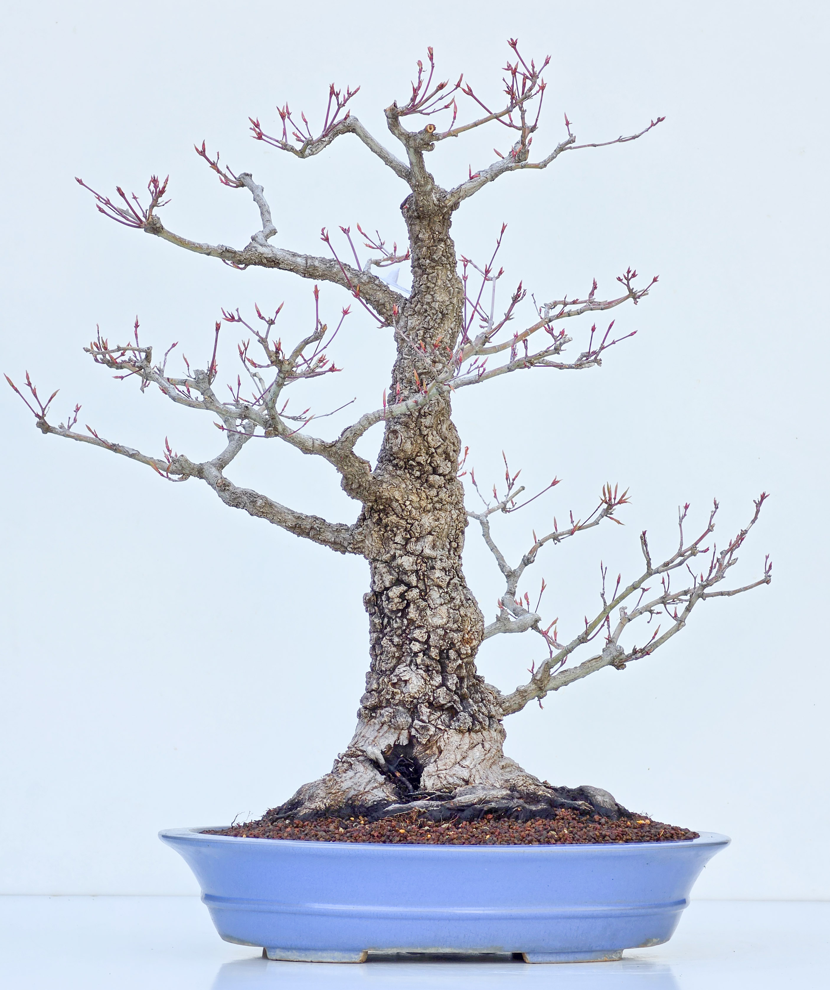 Bonsai Fcherahorn - Acer palmatum Arakawa 54cm | SW13422