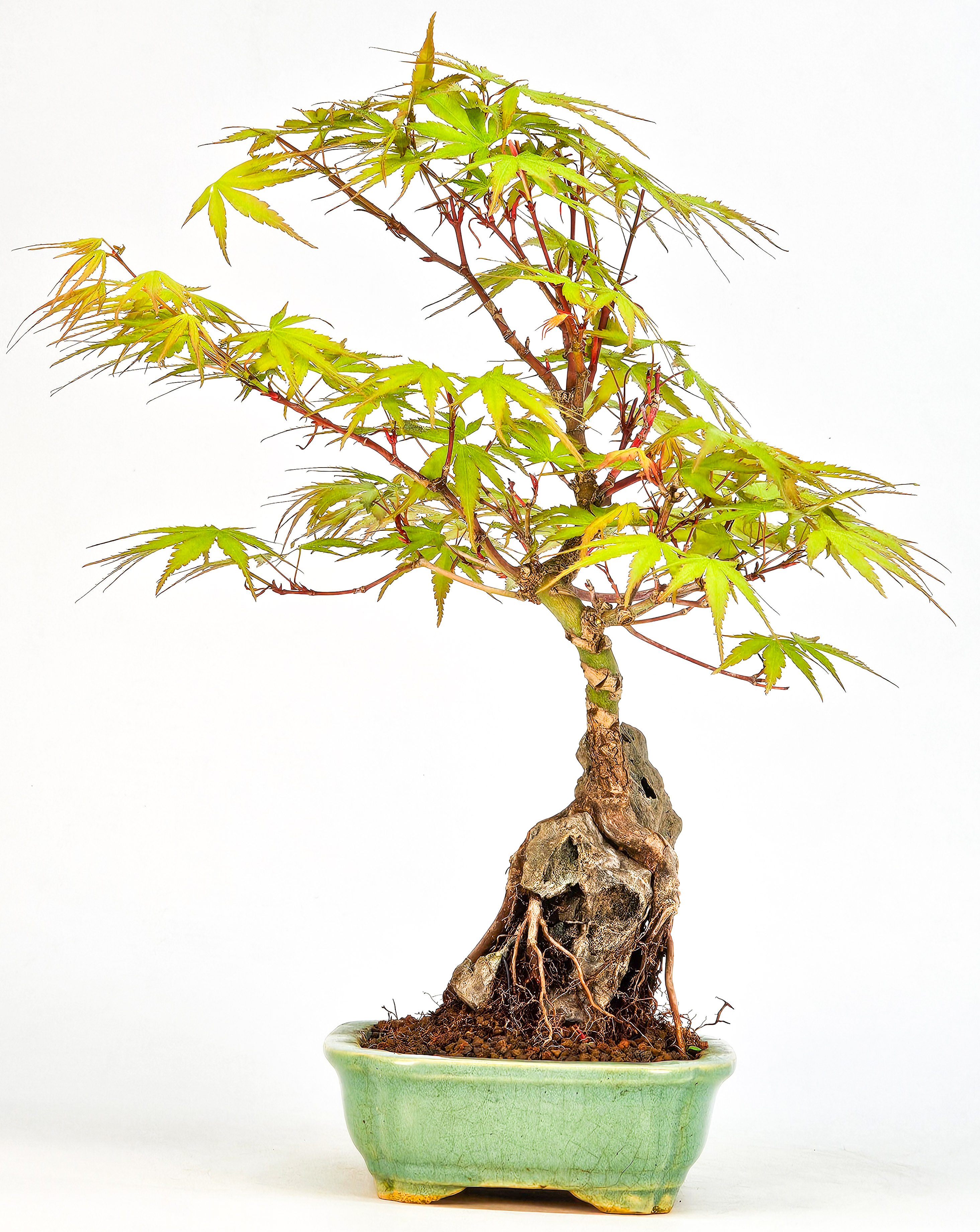 Bonsai Fächerahorn - Acer palmatum Arakawa 26cm  