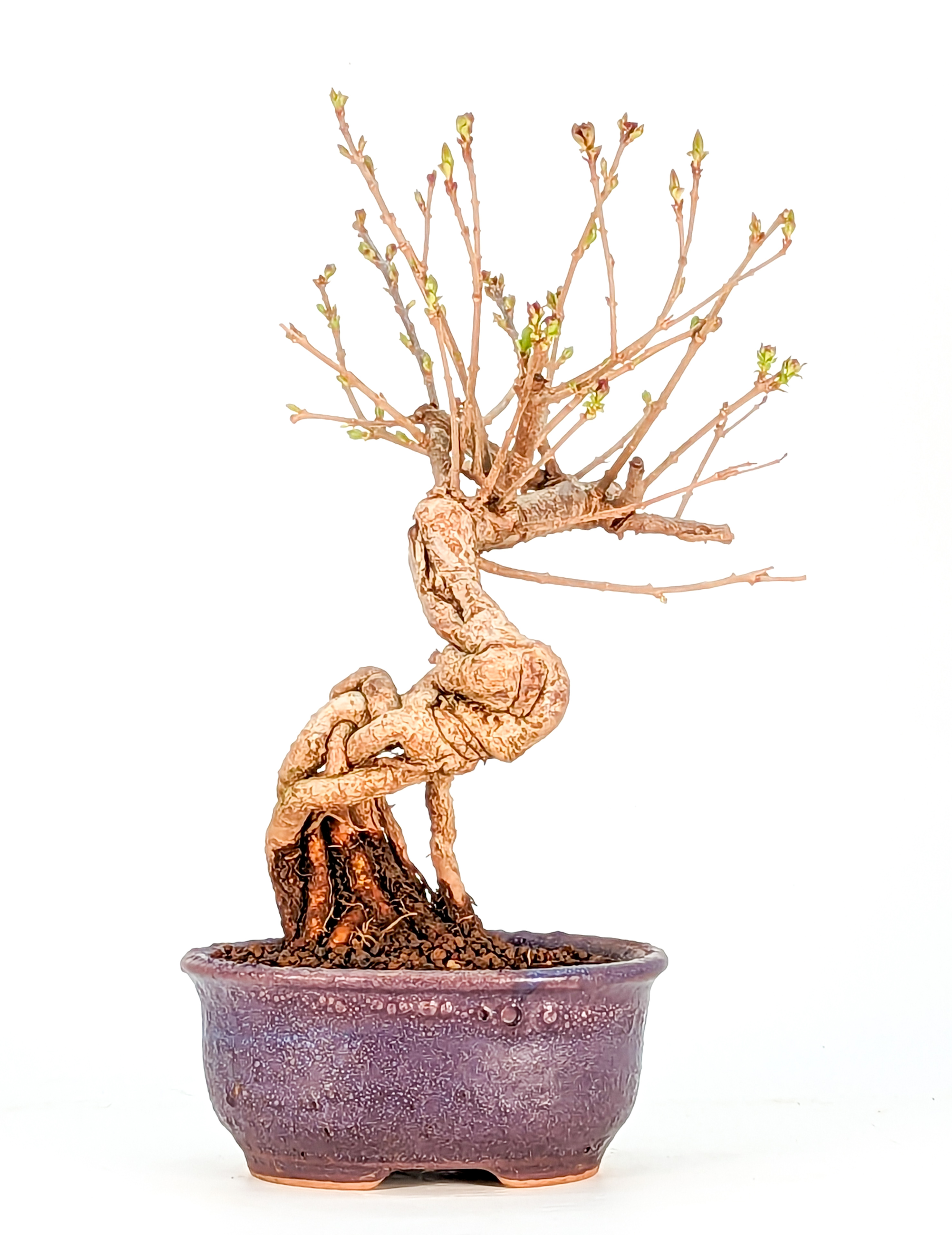 Bonsai 16 Jahre Syringa microphylla Kleinblättriger Flieder 20cm