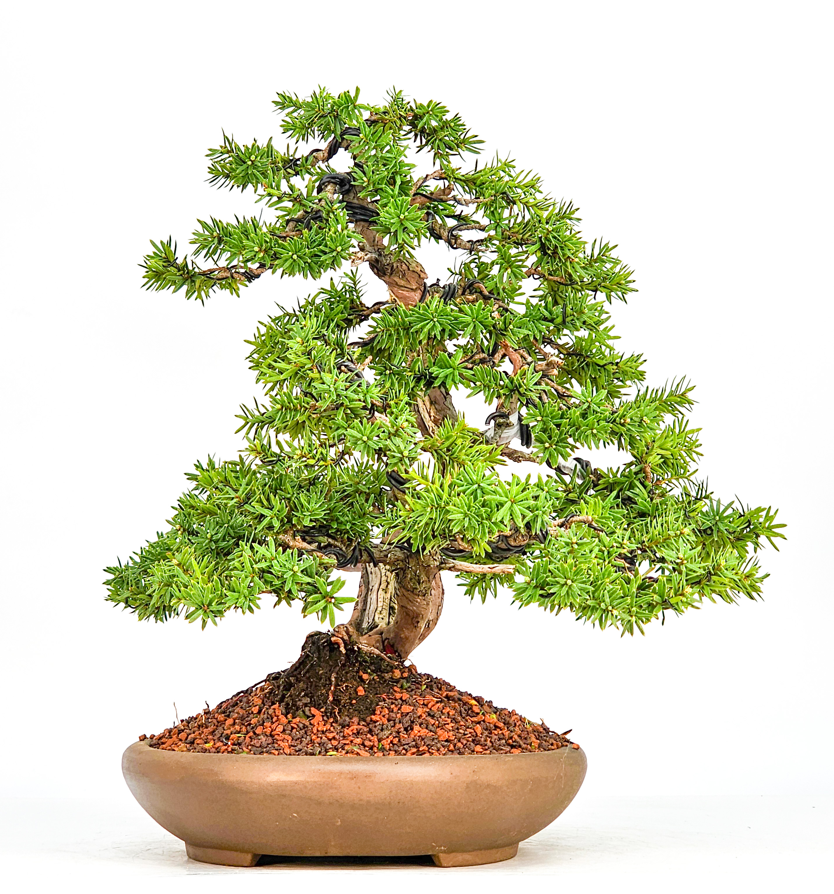 Bonsai Eibe Taxus 32cm