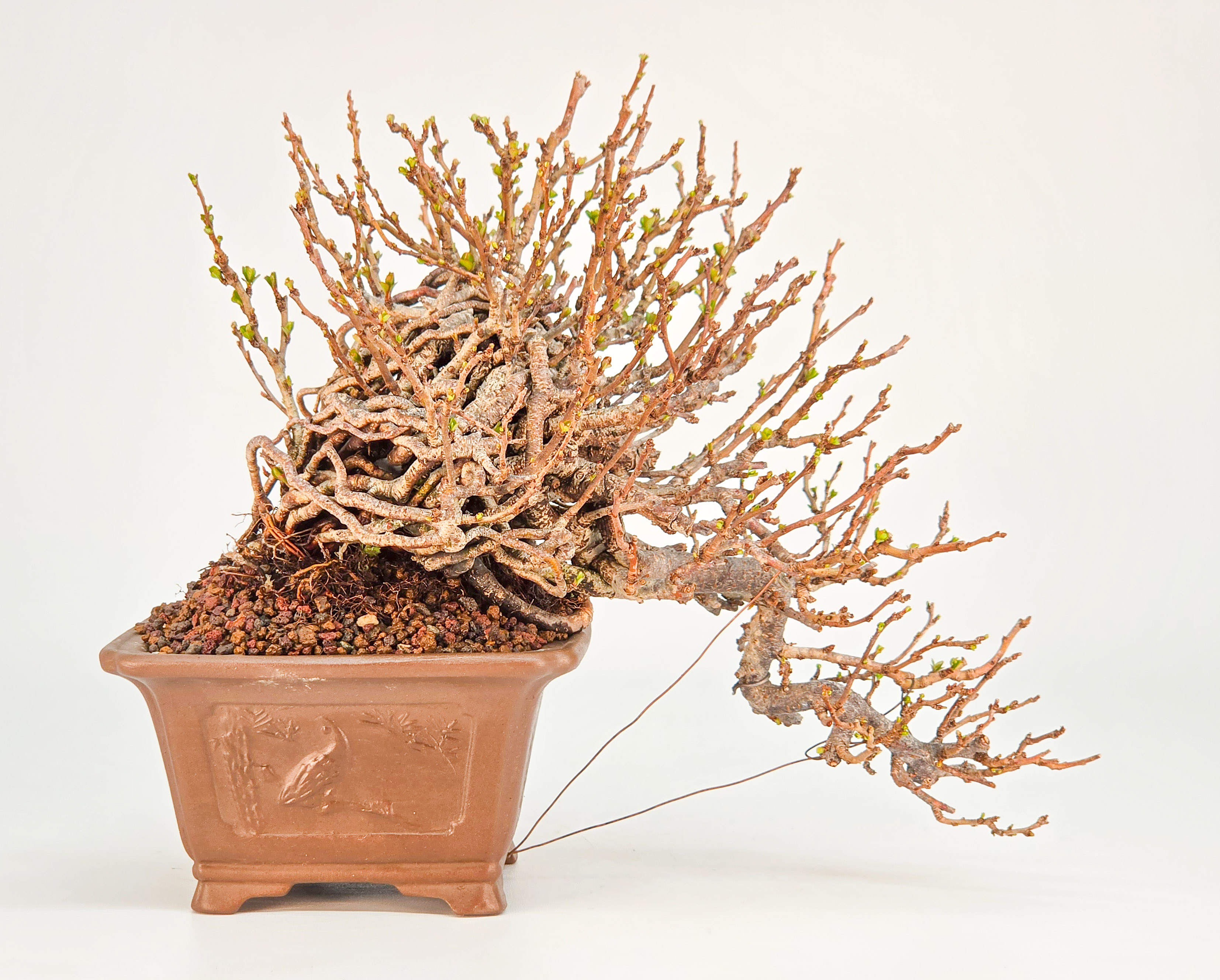 Bonsai Zierquitte - Chaenomeles Shohin 13,5cm