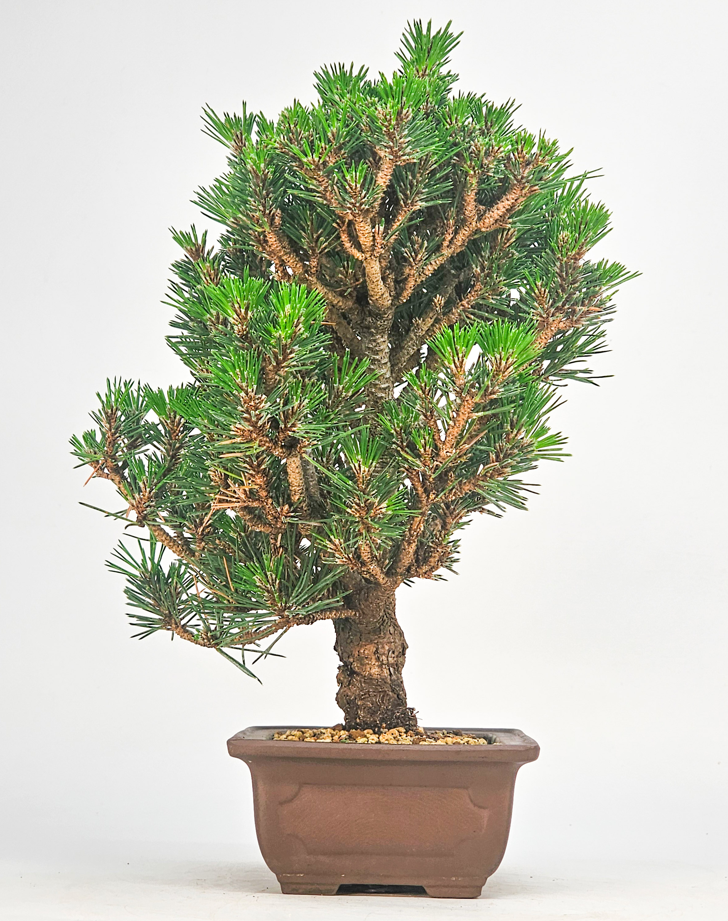 Bonsai Schwarzkiefer - Pinus thunbergii 27cm