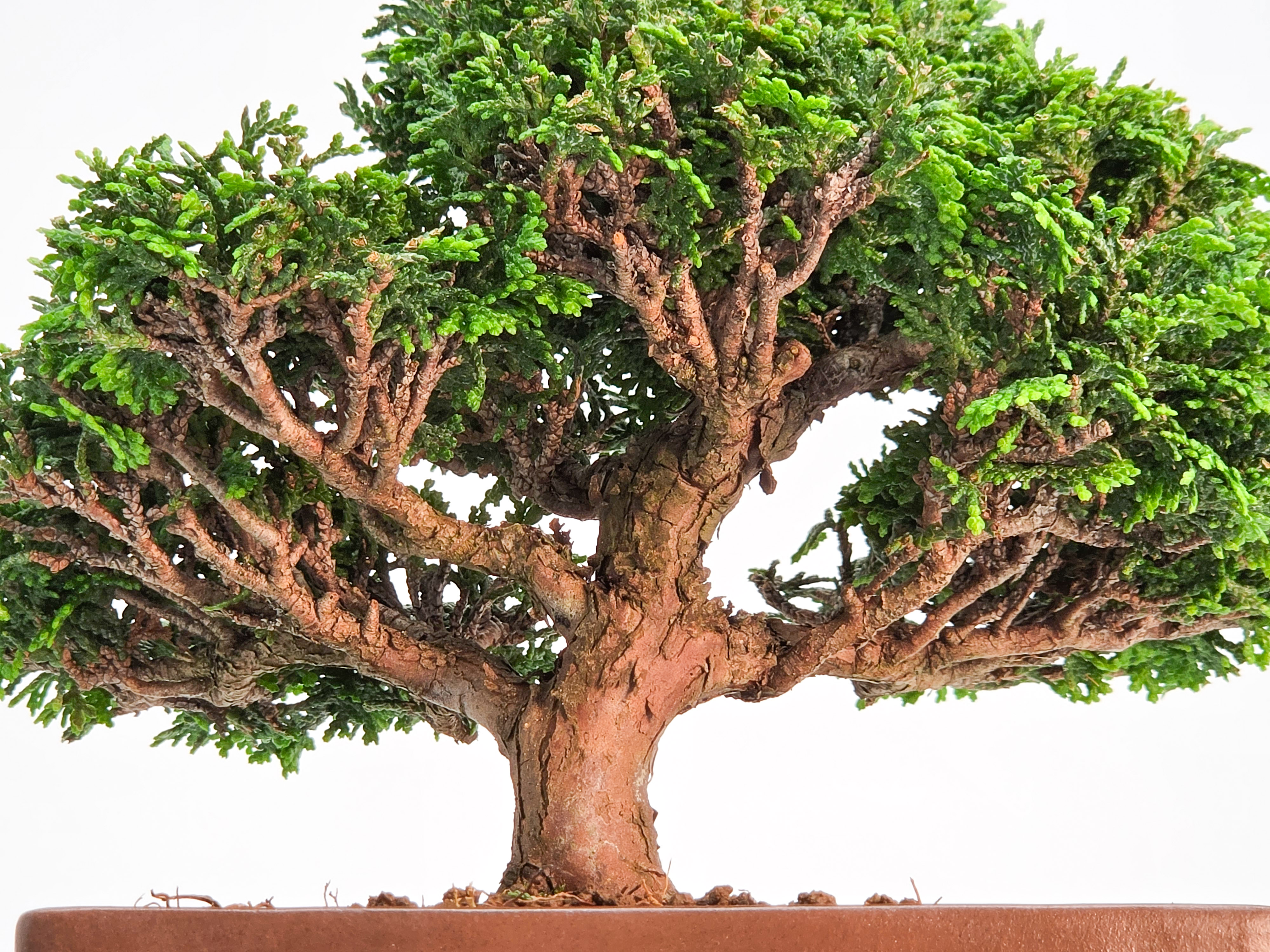 Bonsai Muschelzypresse - Chamaecyparis obtusa Shohin 17cm