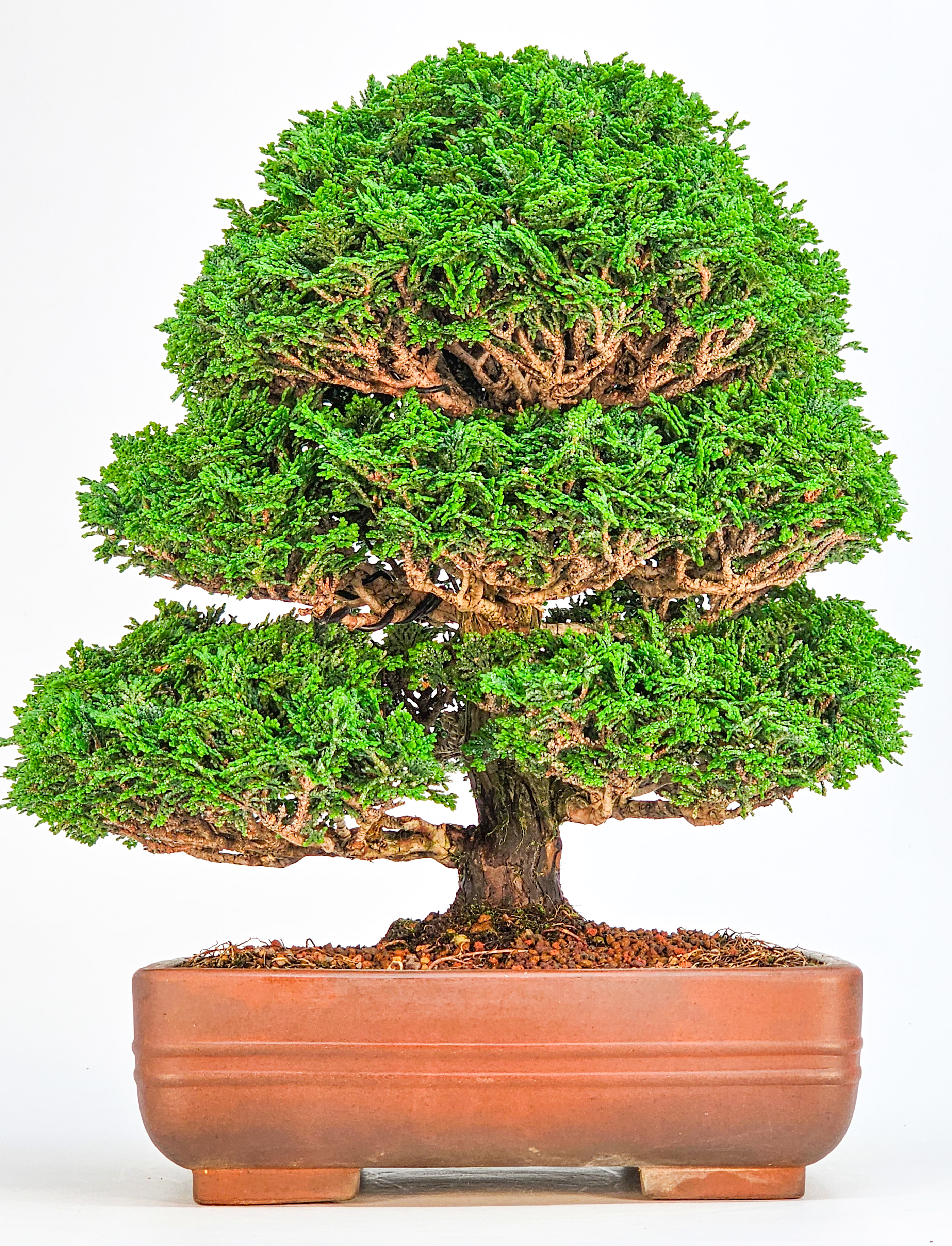 Bonsai Chamaecyparis obtusa 29,5cm