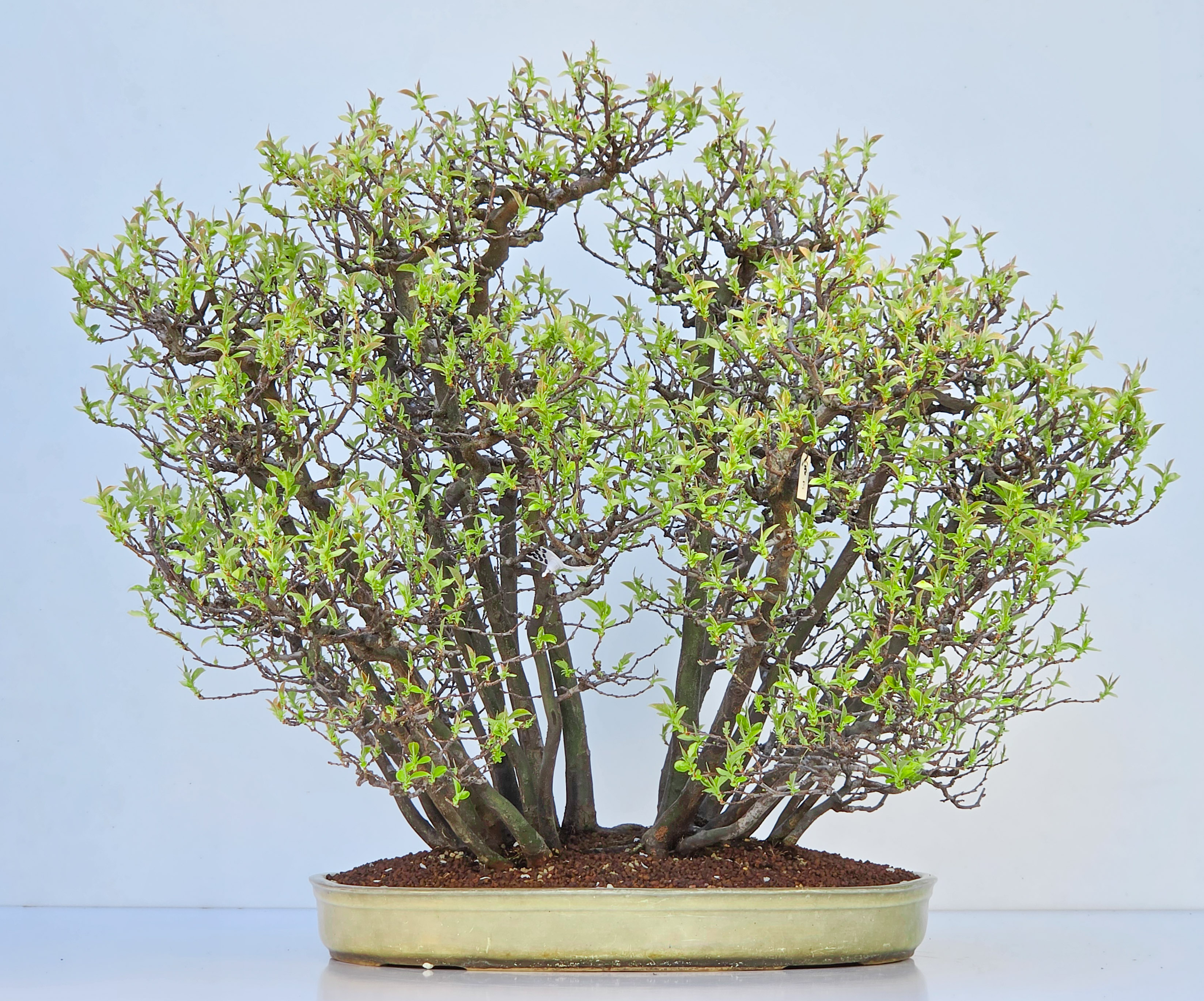 Bonsai Quitte - Pseudocydonia sinensis Wald 61cm Video!!