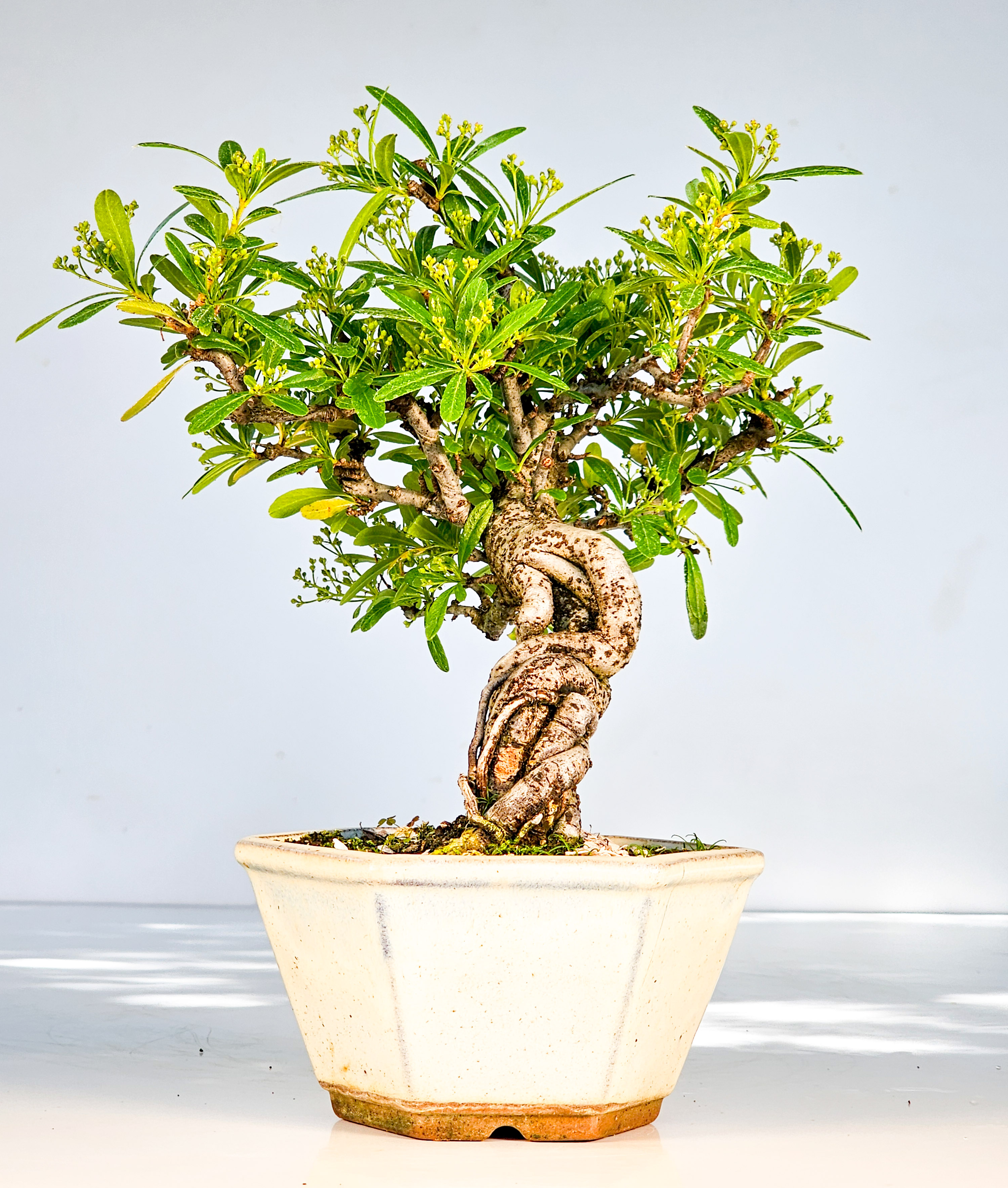 Bonsai Pyracantha - Feuerdorn Shohin 21cm 