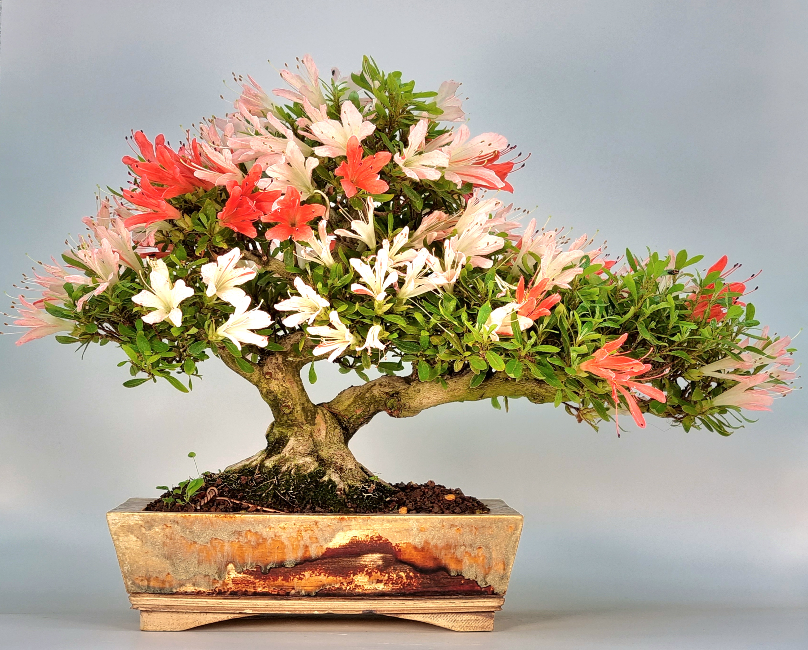 Bonsai Azalee Rhododendron indicum - Nanbanishiki - 25 cm