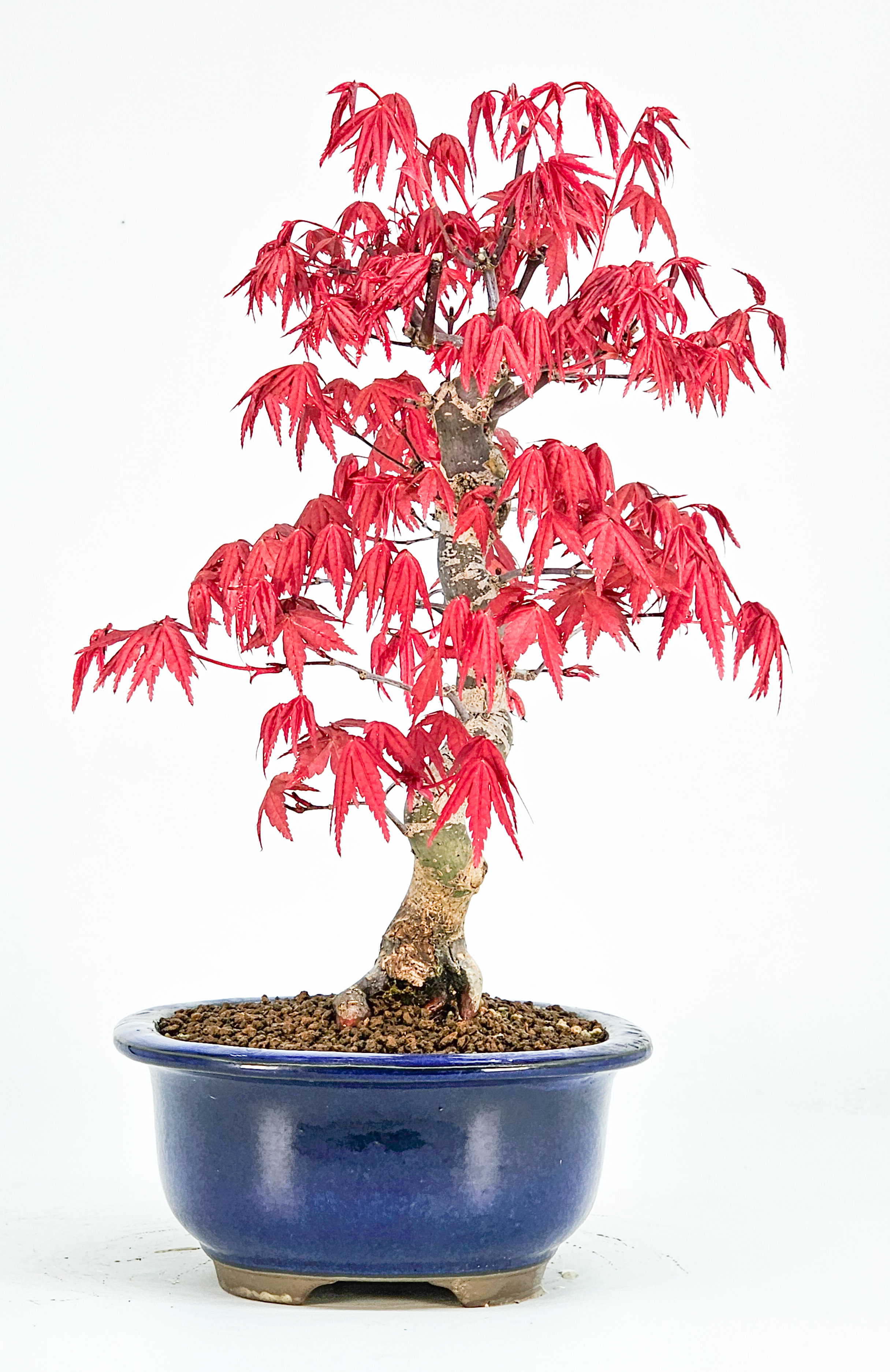 Bonsai Fächerahorn Acer palmatum Deshojo Shohin 21cm 