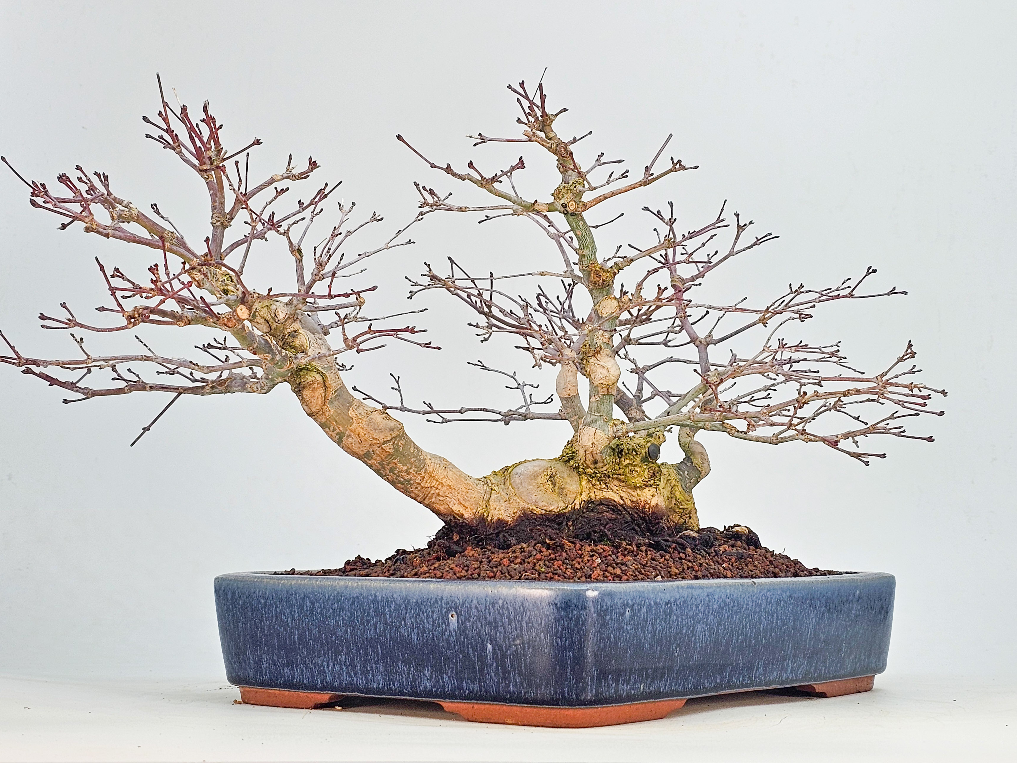 Bonsai Premium Fächerahorn - Acer palmatum Deshojo Shohin 21cm   