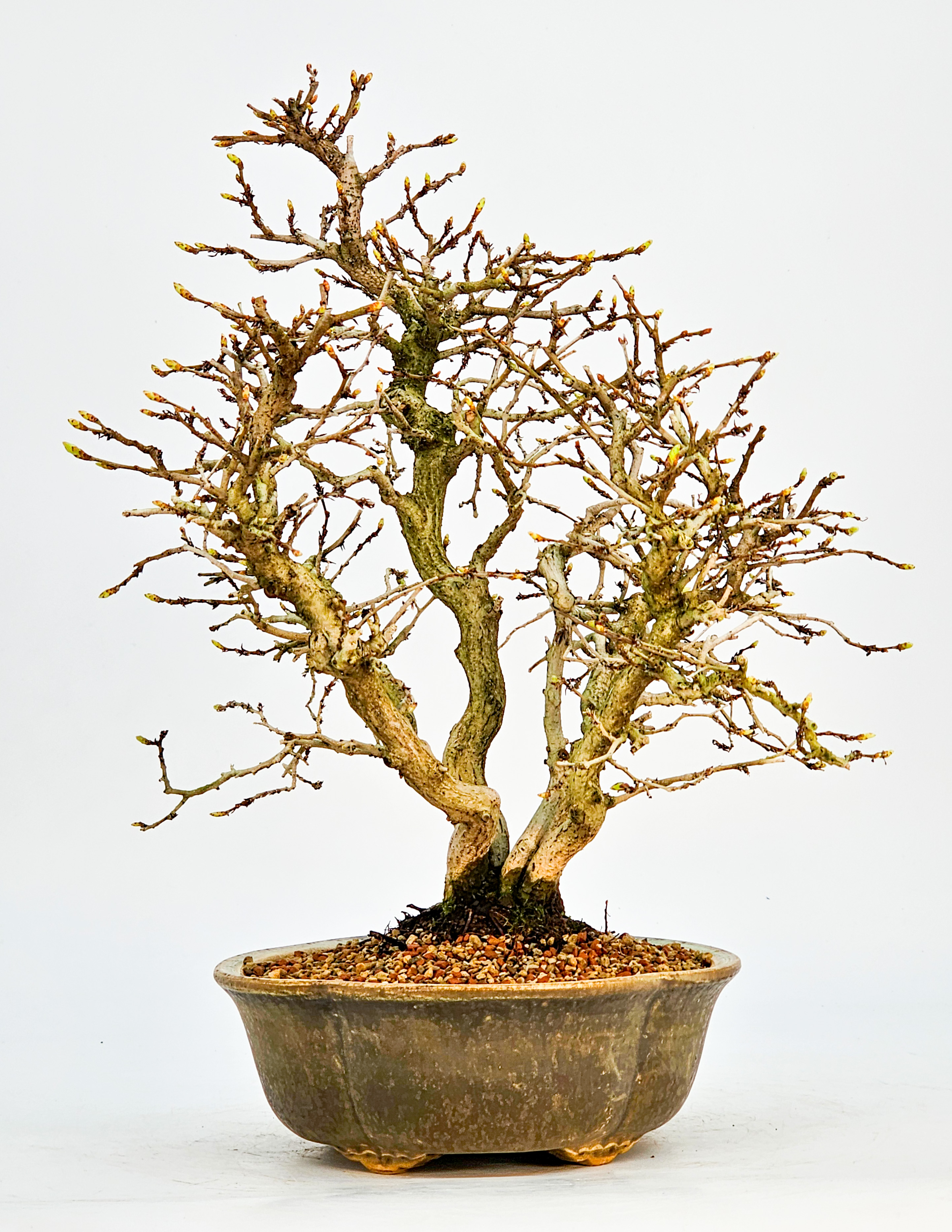 Bonsai Koreanische Hainbuche Carpinus coreana 26cm