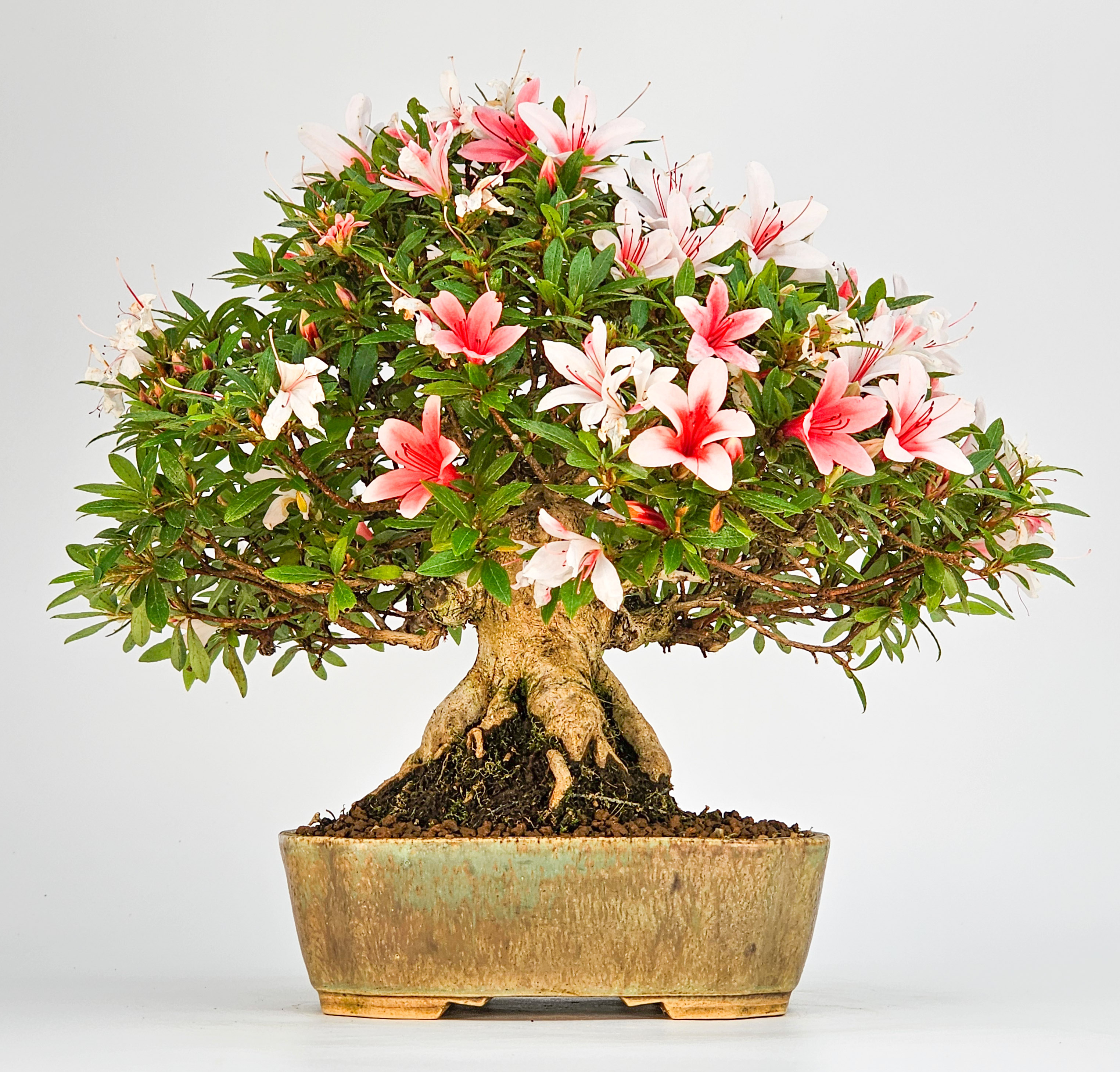 Bonsai Azalee Rhododendron indicum - Hi-no-maru - Shohin 21cm Video!!