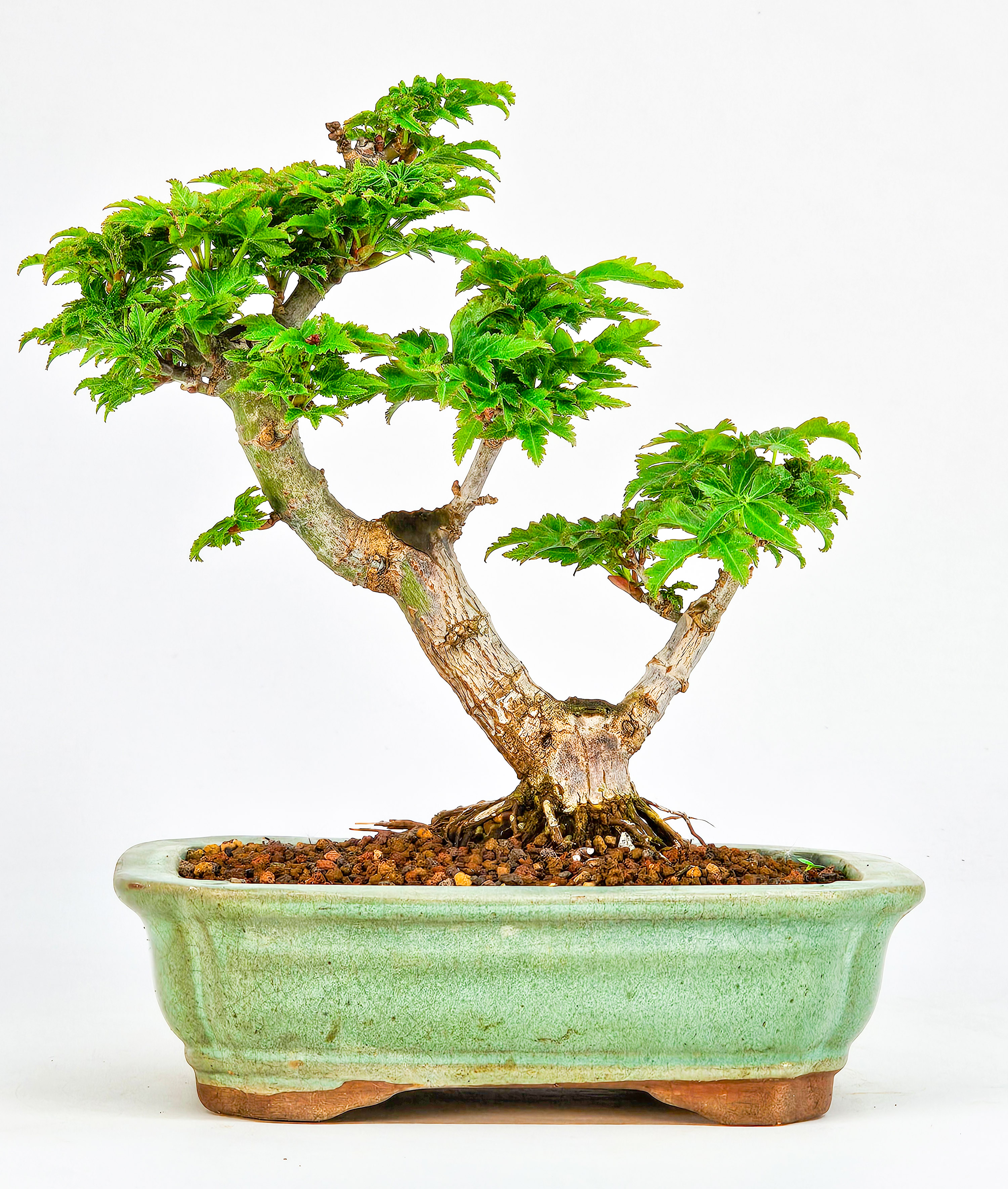 Bonsai Löwenkopfahorn- Acer palmatum Shishigashira Shohin 13cm