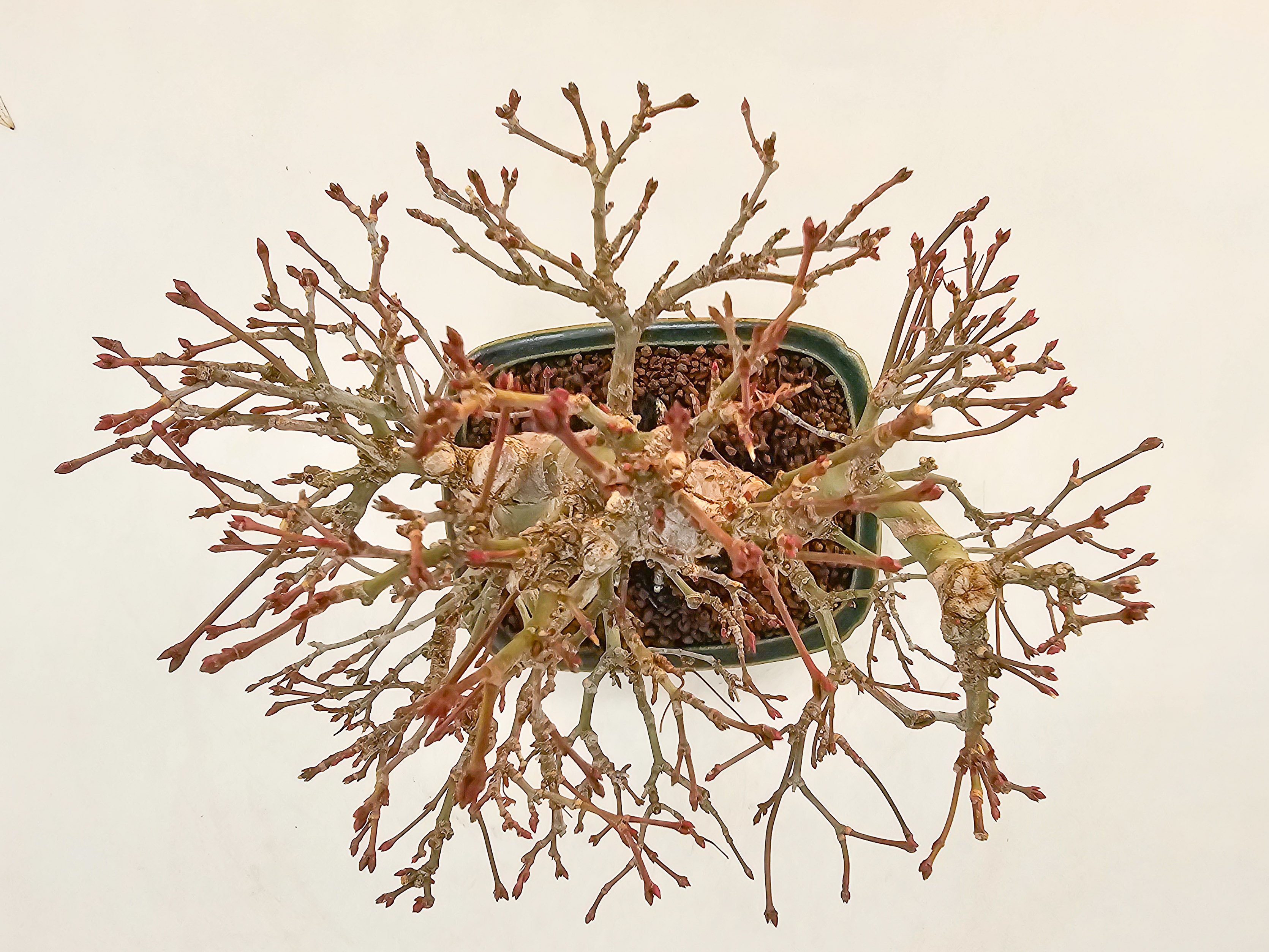 Bonsai Fächerahorn - Acer palmatum Orihime Shohin 17cm 