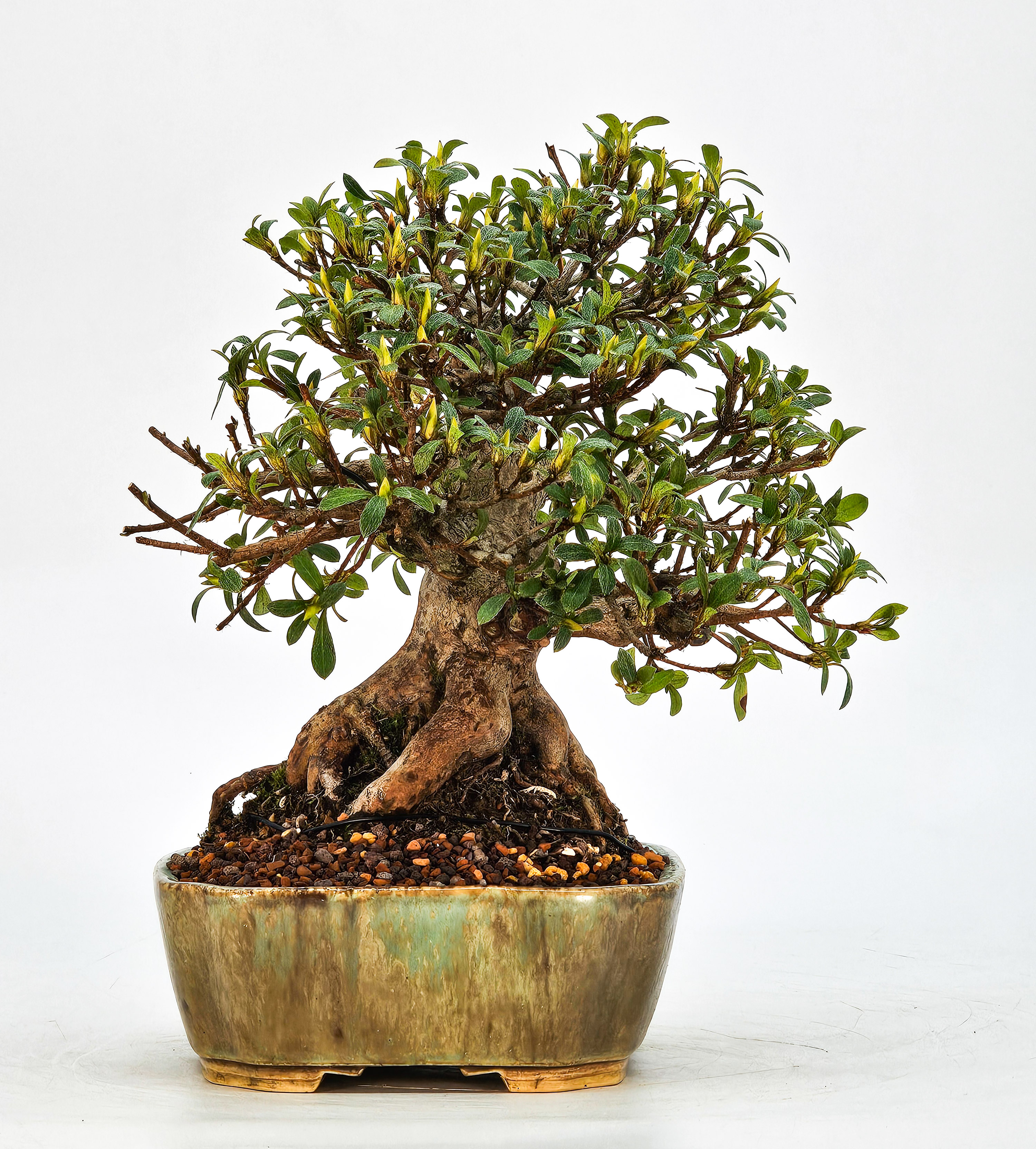 Bonsai Azalee Rhododendron indicum - Hi-no-maru - Shohin 21cm