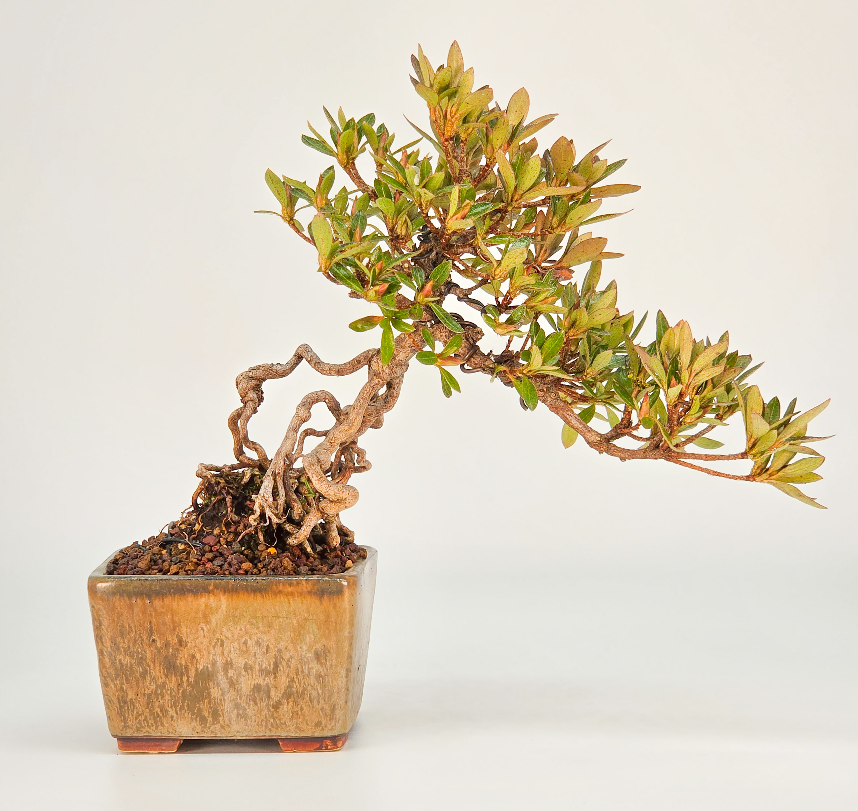 Bonsai Azalee - Rhododendron indicum Shohin 16cm