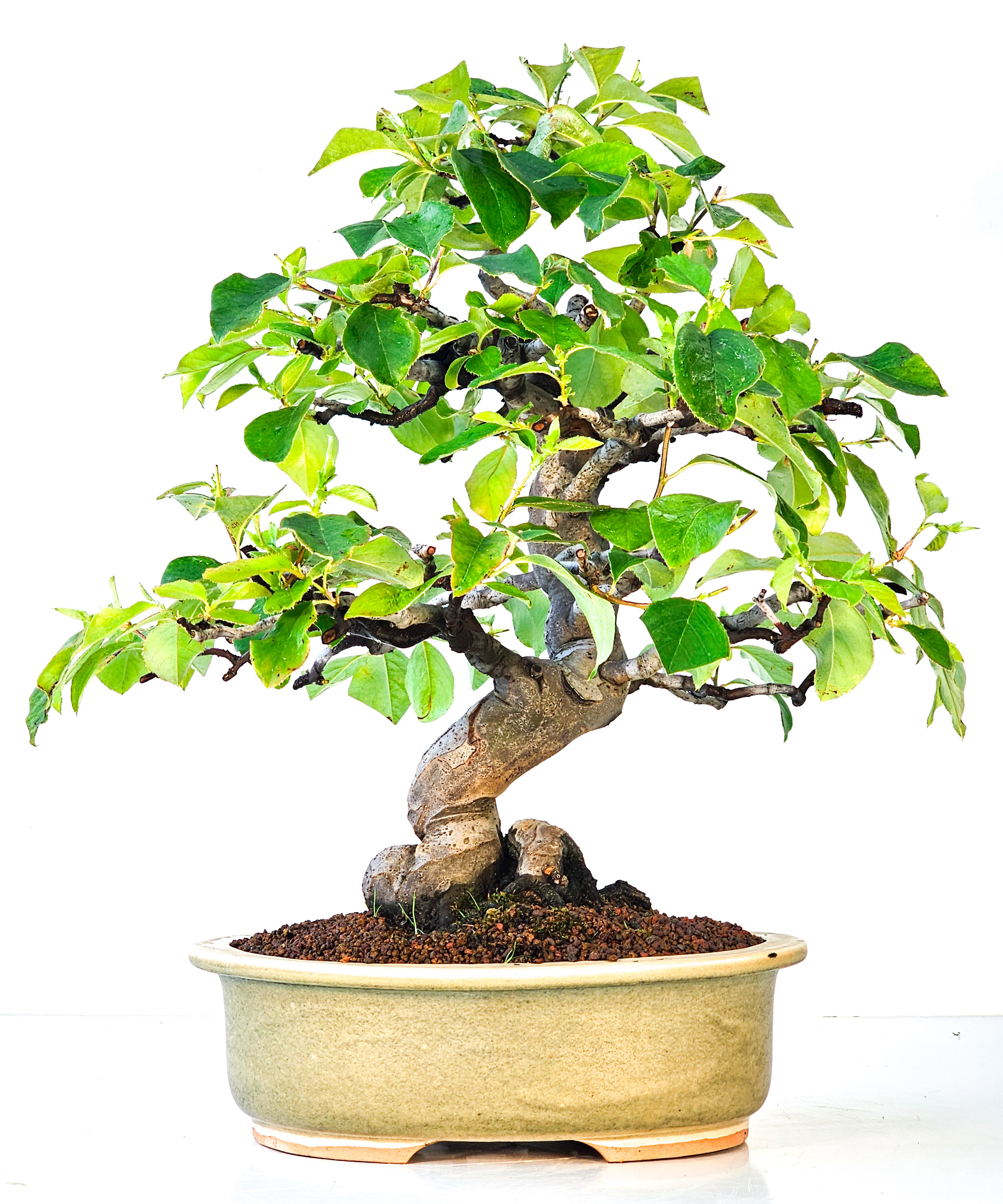Bonsai Quitte - Pseudocydonia sinensis 39cm