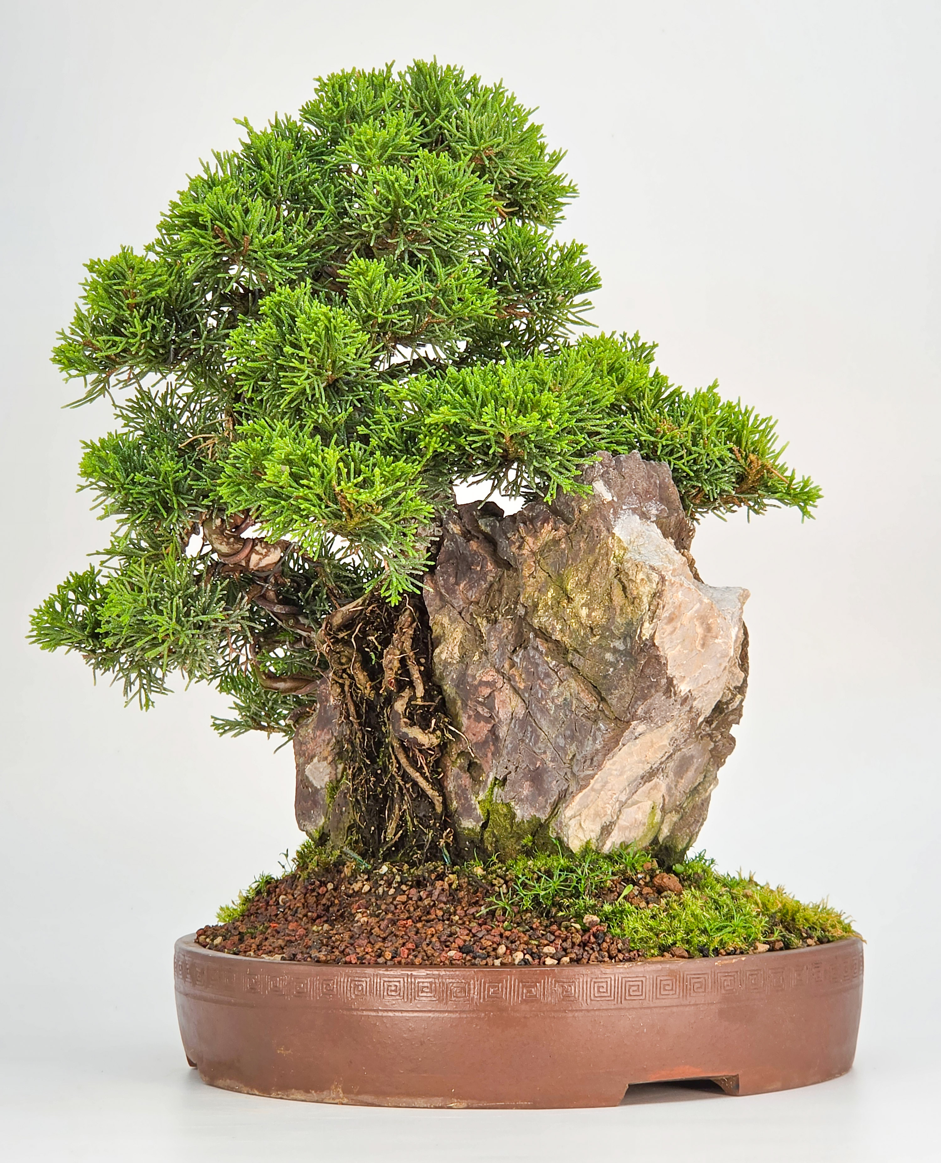 Bonsai Wacholder Juniperus chinensis shimpaku 30,5 cm